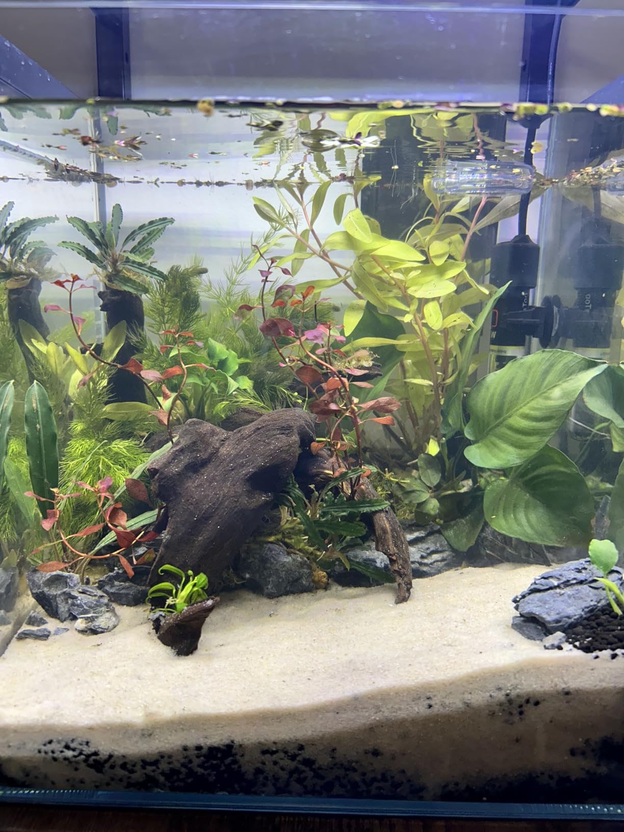 Lifegard Aquariums - 15 Gallon Cube Low Iron Ultra Clear Glass Tank 6mm - 15.63''X15.63''X15.63'' customer photo 1