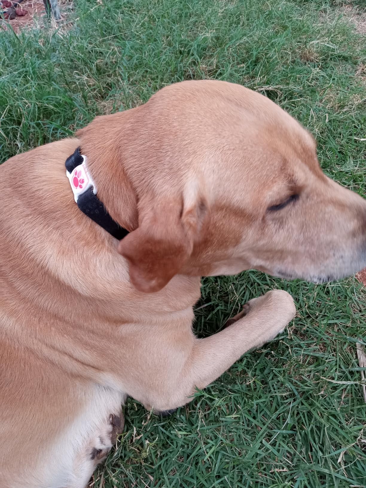 GPS Tracker for Dogs & Cats - No Monthly Fee, Waterproof Real-Time Tracking Collar for Pets, Kids,Luggage & Assets | 365-Day Battery Life | iOS & Android Compatible | Anti-Lost Device customer photo 2