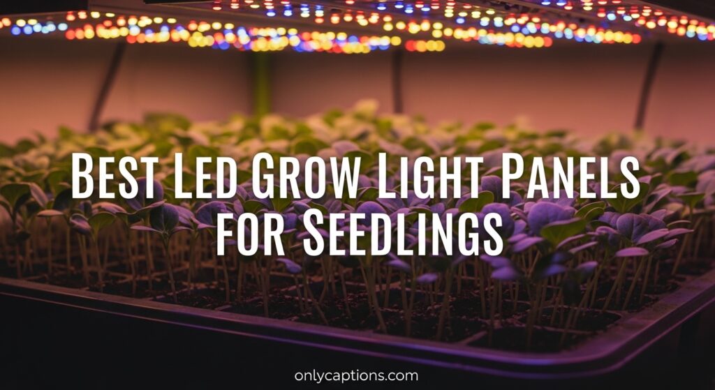 The current image has no alternative text. The file name is: Best-LED-Grow-Light-Panels-for-Seedlings.jpeg