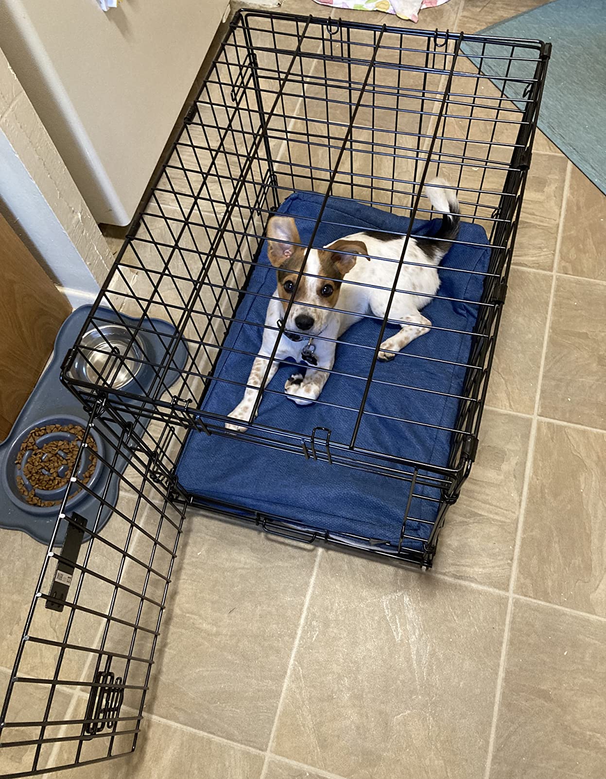 MidWest Homes for Pets 48-Inch LifeStages Crate for Extra-Large Breeds, 90-110 lbs, Single Door Folding Dog Crate with Divider Panel, Leak-Proof Tray & Secure Latch, Heavy-Duty & Easy to Assemble customer photo 2