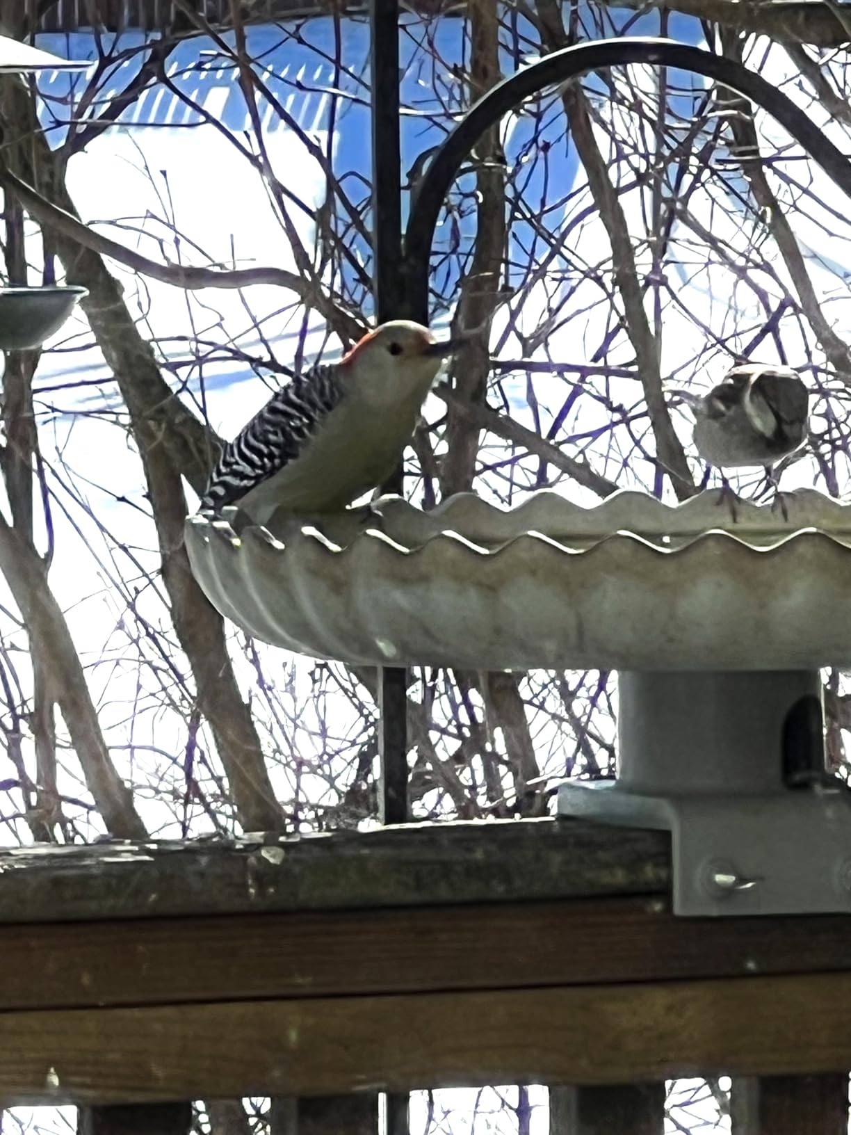 Farm Innovators Heated Bird Bath, 120W All Seasons Outdoor Decor Bath Tray with Twist-On Deck Mount & Realistic Stone Look Design customer photo 1