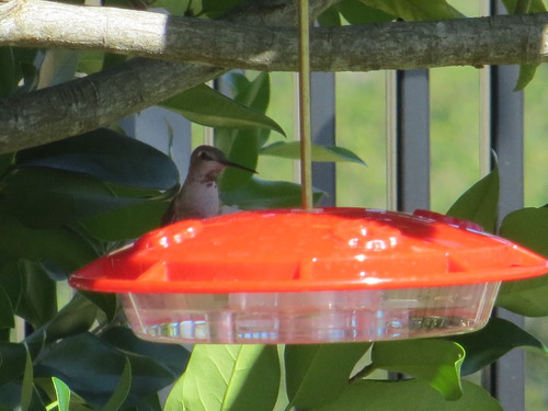 Aspects 367 Hummzinger Ultra Hummingbird Feeder, 12-Ounce, 4 Feeding, Red customer photo 1