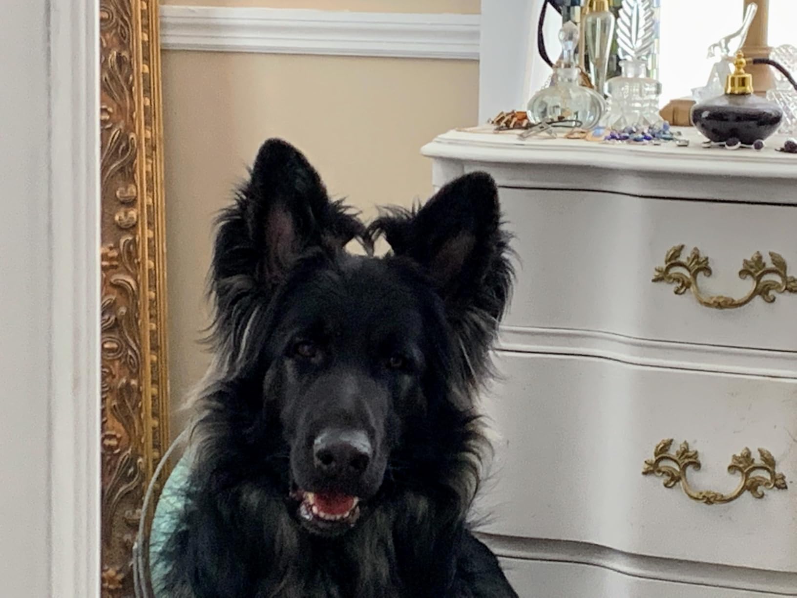 Nutramax Dasuquin for Large Dogs, Joint Health Supplement, Contains Glucosamine for Dogs, Plus Chondroitin, ASU, MSM and More, Supports Healthy Joints, Chewable Tablets, 150 Count customer photo 1