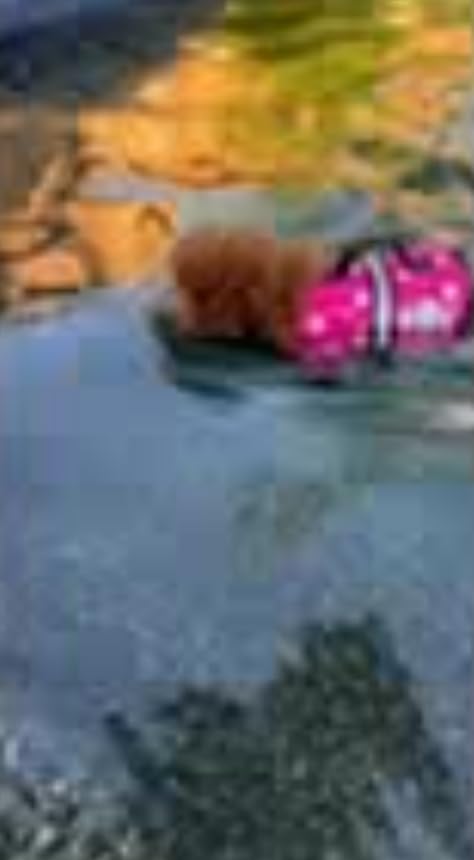 Paws Aboard Dog Life Jacket - Swimming Vest for Dogs, Adjustable, Reflective, Comfortable, Multiple Colors, Patterns, XX-Small to Extra Large Dog Swim Vest with Handle (Red, X-Small) customer photo 2