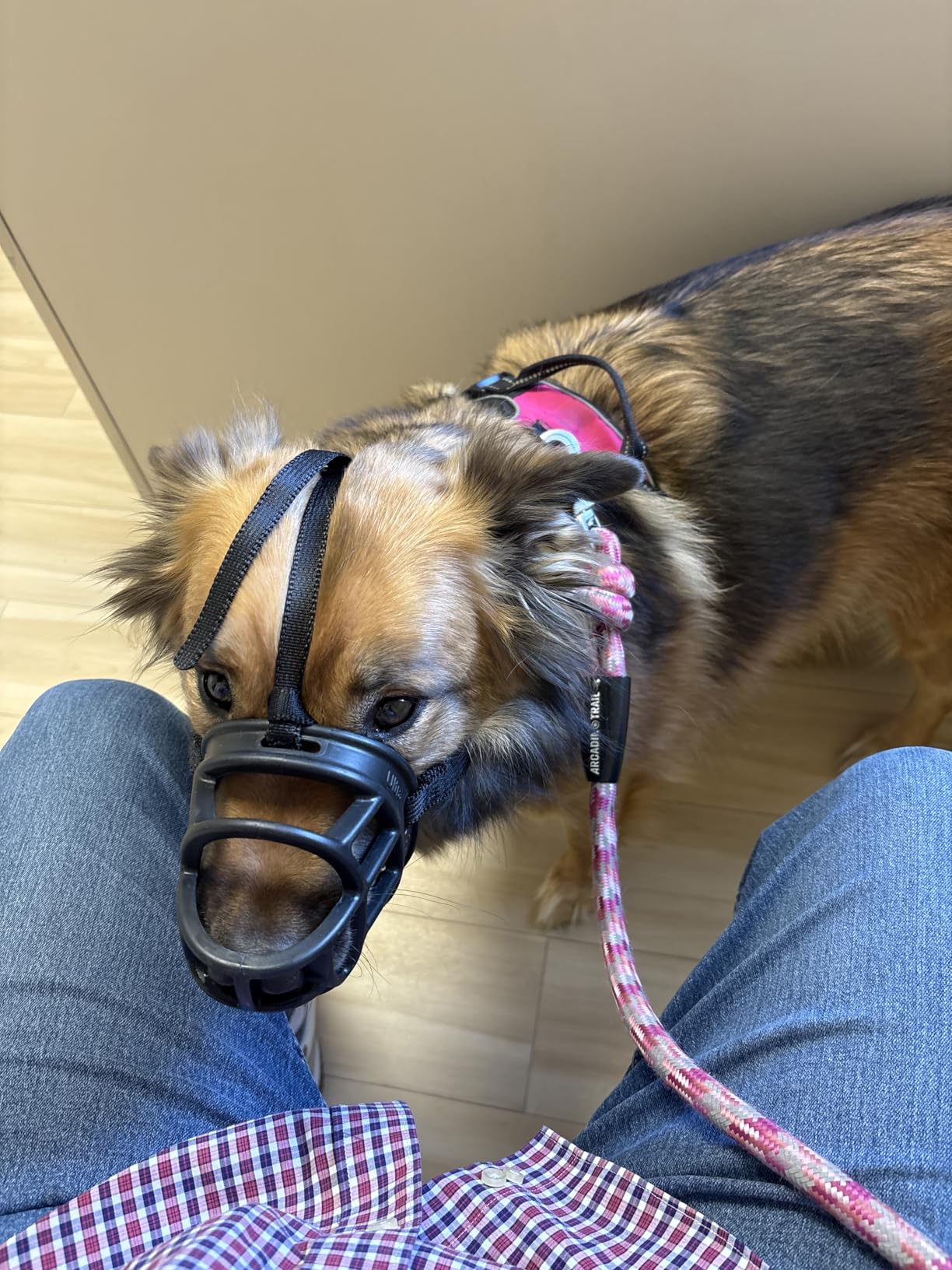 Baskerville ULTRA Muzzle - Patented Humane Design, Breathable, Dog can Pant and Drink, Adjustable, Padded, Dog Training Muzzle for Large Dogs, Prevents Biting, Wildlife Scavenging (Size 6, Black) customer photo 1