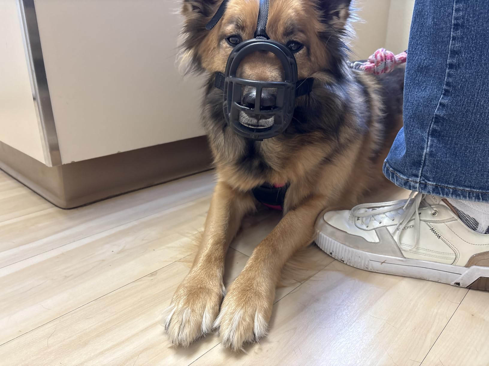 Baskerville ULTRA Muzzle - Patented Humane Design, Breathable, Dog can Pant and Drink, Adjustable, Padded, Dog Training Muzzle for Large Dogs, Prevents Biting, Wildlife Scavenging (Size 6, Black) customer photo 2