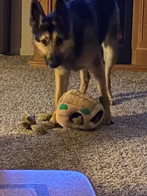 Outward Hound Hide-A-Squirrel Dog Toy - Interactive 2‑in‑1 Plush Puzzle with 6 Squeaky Removable Squirrels, X-Large customer photo 1