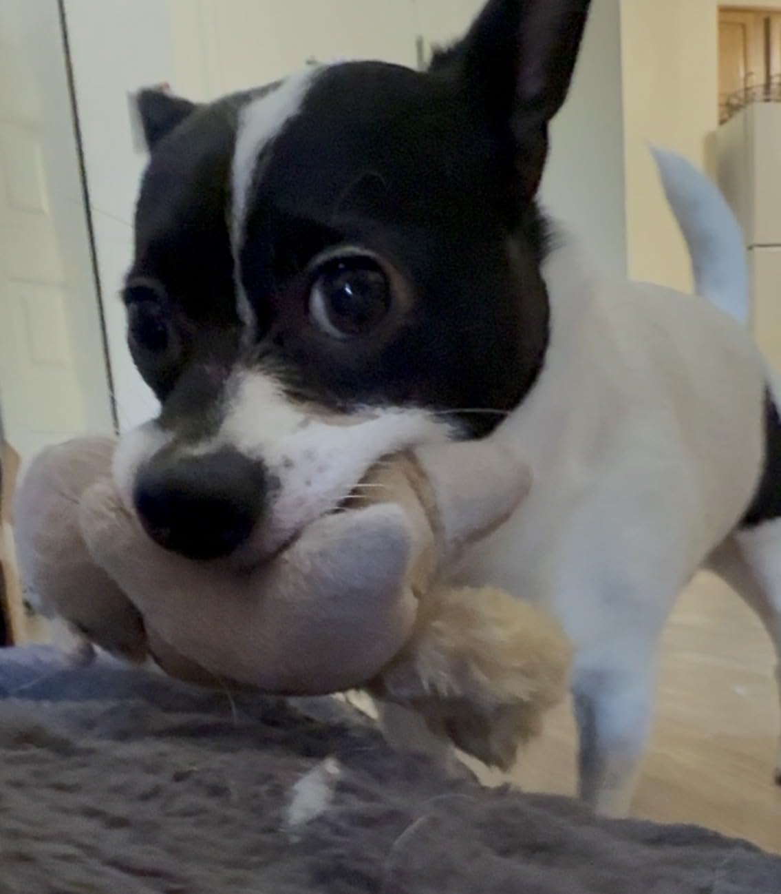 Outward Hound Hide-A-Squirrel Dog Toy - Interactive 2‑in‑1 Plush Puzzle with 6 Squeaky Removable Squirrels, X-Large customer photo 2