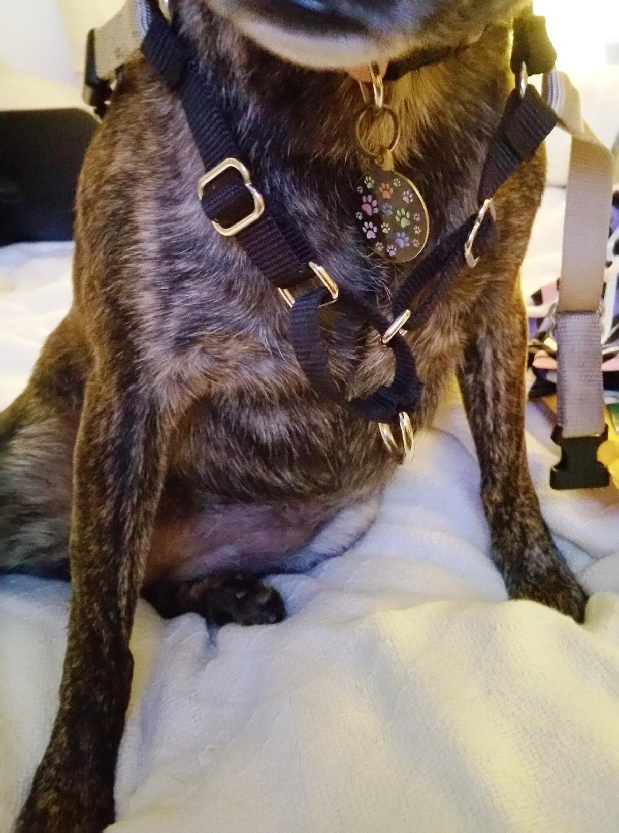 PetSafe Easy Walk No-Pull Dog Harness - The Ultimate Harness to Help Stop Pulling - Take Control & Teach Better Leash Manners - Helps Prevent Pets Pulling on Walks, Small, Raspberry/Gray customer photo 1