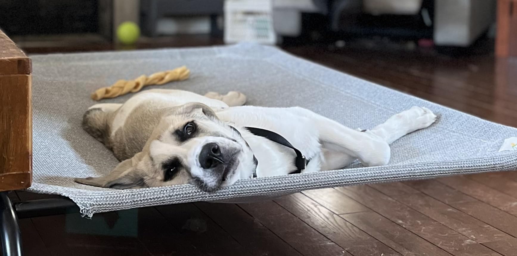 Coolaroo Original Elevated Dog Bed - Breathable Off-The-Ground Pet Bed with Cooling Fabric, Joint Relief & Moisture-Resistant Fabric, 100% Recyclable, Easy Clean, Nutmeg, Large customer photo 1