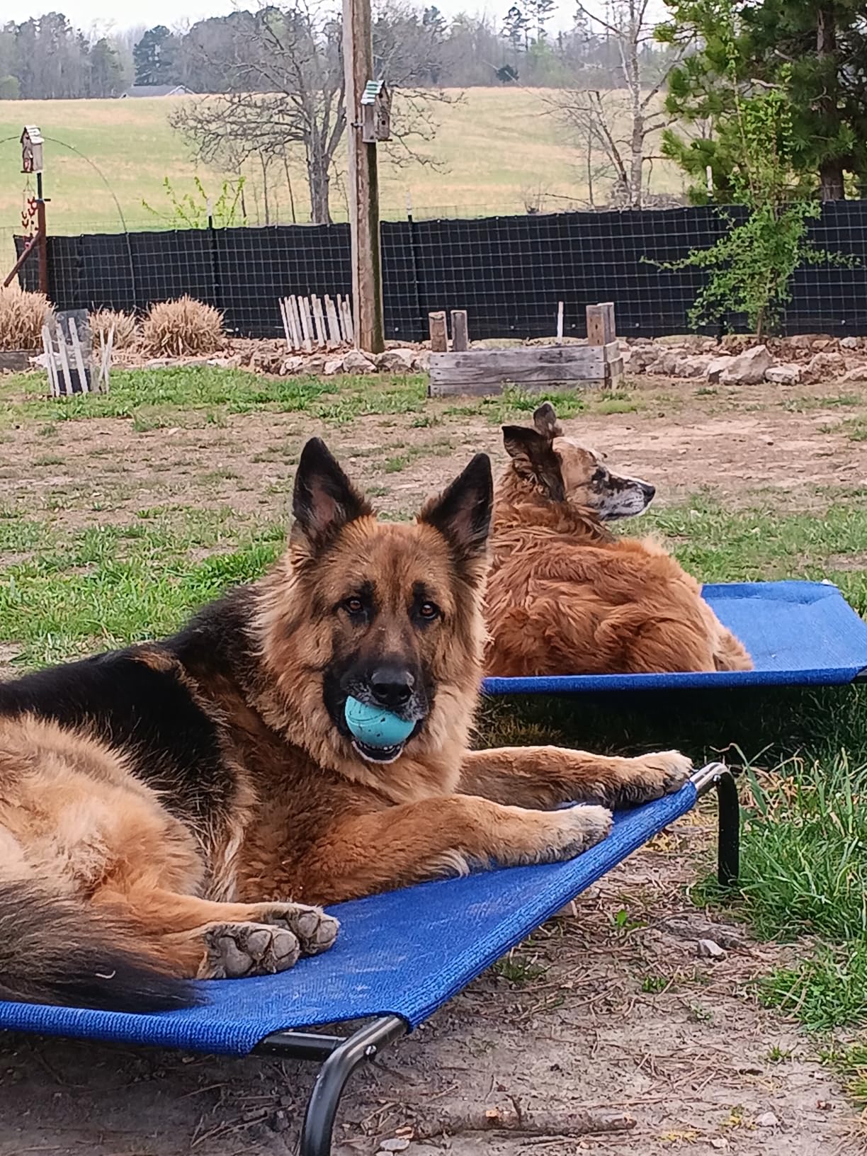 Coolaroo Original Elevated Dog Bed - Breathable Off-The-Ground Pet Bed with Cooling Fabric, Joint Relief & Moisture-Resistant Fabric, 100% Recyclable, Easy Clean, Nutmeg, Large customer photo 2