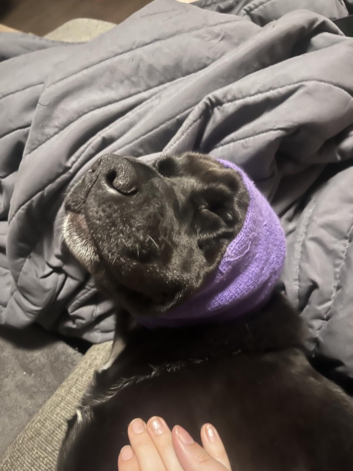 Happy Hoodie The Original Dog & Cat Calming Band - American Brand - Anxiety Relief/Noise Protection - Grooming - Thunder - Fireworks (Large, Black) - Since 2008 customer photo 1