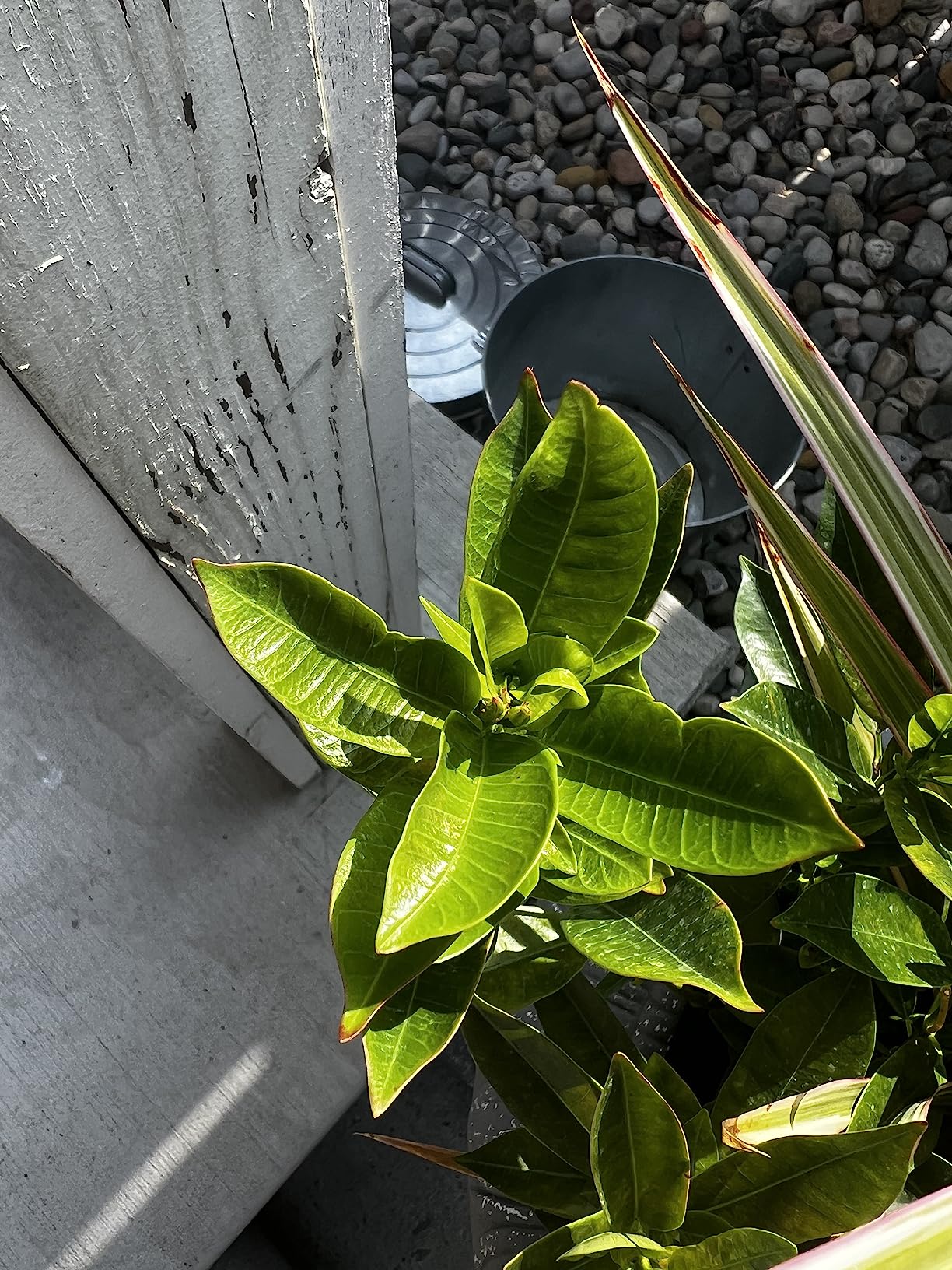 Fox Farm Big Bloom Liquid Plant Food - Organic Bloom Fertilizer for Flowering & Fruiting Plants, Contains Earthworm Castings & Bat Guano - Supports All Stages of Plant Growth - 0-0.5-0.7 NPK, 1 Pint customer photo 2
