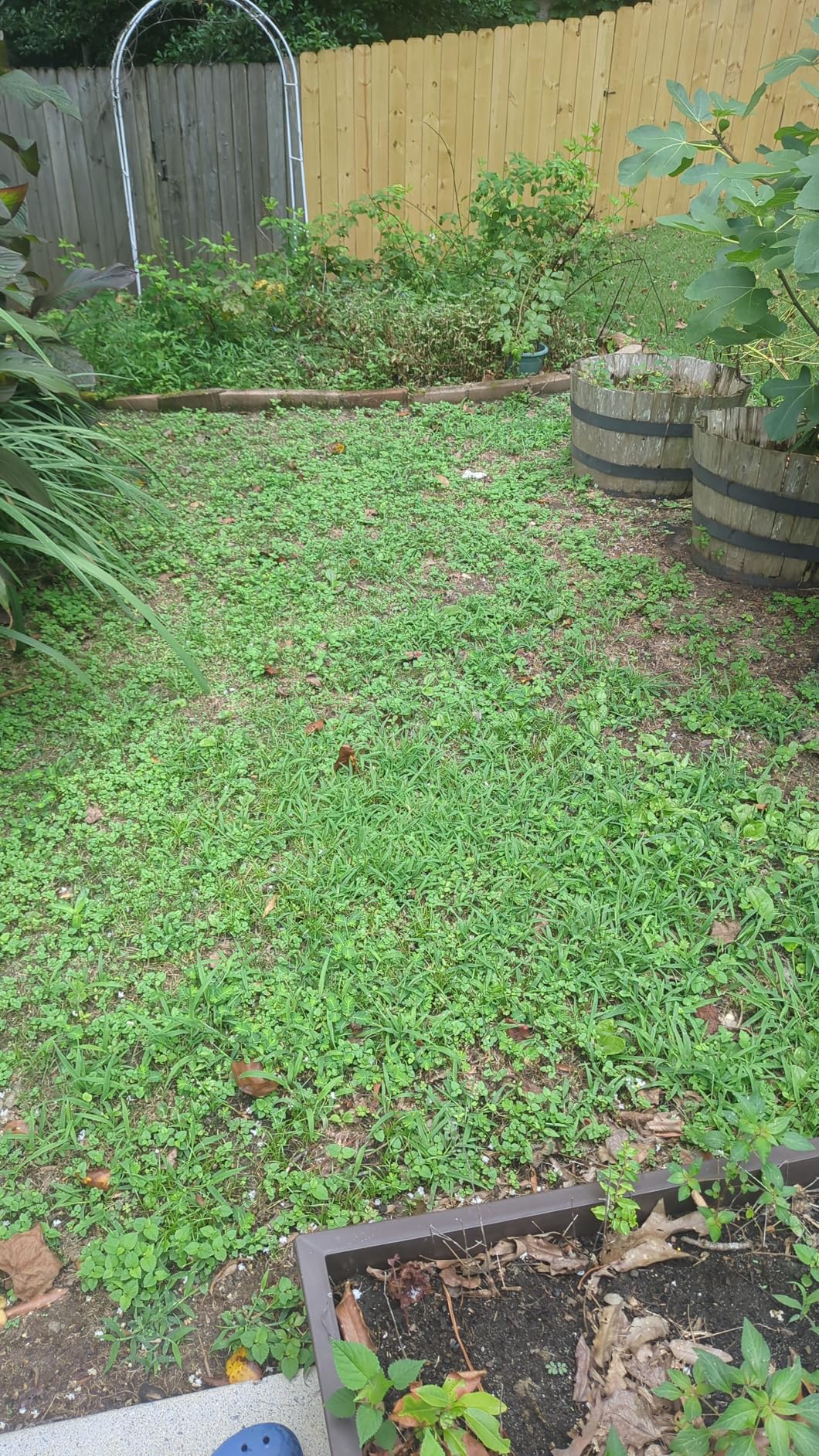 Scotts EZ Seed Patch & Repair for Sun and Shade Combination Mulch, Sun and Shade Grass Seed and Fertilizer for Bare Spots and Repair, Grows Anywhere, 10 lbs. customer photo 1