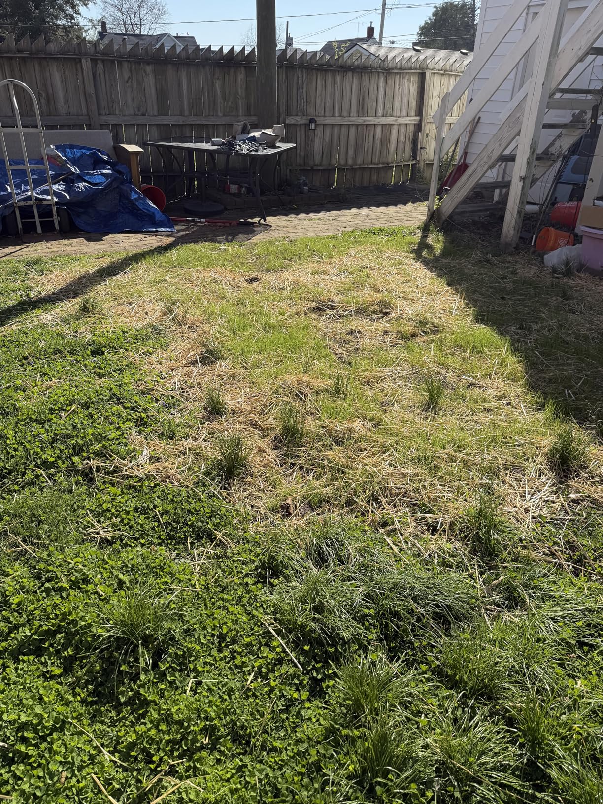 Scotts EZ Seed Patch & Repair for Sun and Shade - Combination Mulch, Sun and Shade Grass Seed & Fertilizer for Bare Spots & Lawn Patch Repair, Covers up to 85 sq. ft., 3.75 lb. customer photo 1