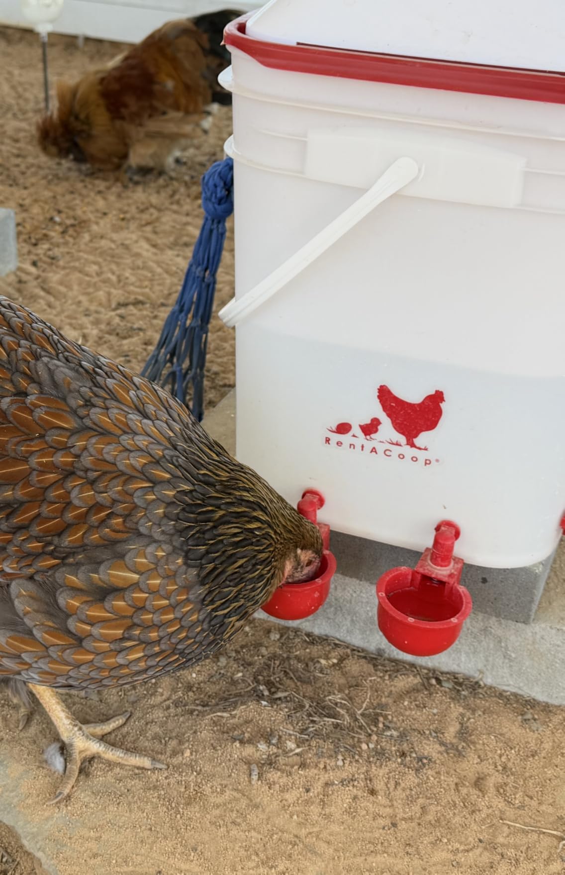 RentACoop 5 Gallon Chicken Waterer with 4 Auto-Fill Water Cups, 4 Horizontal Nipples, and Custom Adjustable Stand; BPA-Free; Large Capacity Poultry Waterer- Corner Placement customer photo 1