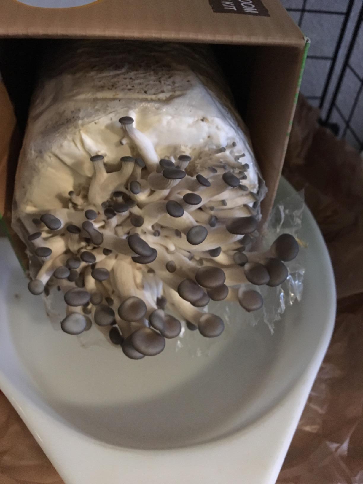 Root Mushroom Farm- Blue Oyster Mushroom Grow kit/ 3.2 pounds Log/Multiple flushes/Everything Included customer photo 1