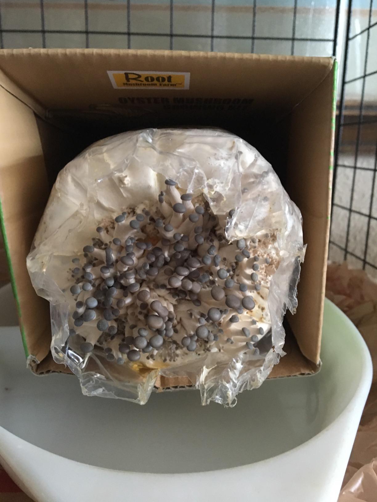 Root Mushroom Farm- Blue Oyster Mushroom Grow kit/ 3.2 pounds Log/Multiple flushes/Everything Included customer photo 2
