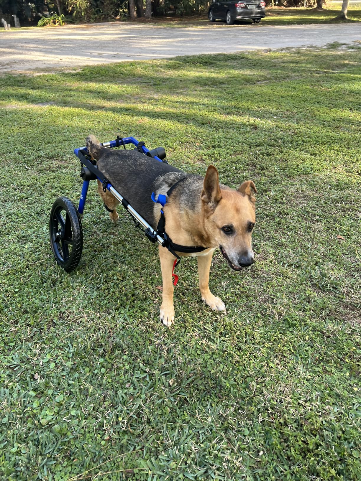 Walkin' Wheels Dog Wheelchair - for Large Dogs 70-180 Pounds - Veterinarian Approved - Dog Wheelchair for Back Legs customer photo 1