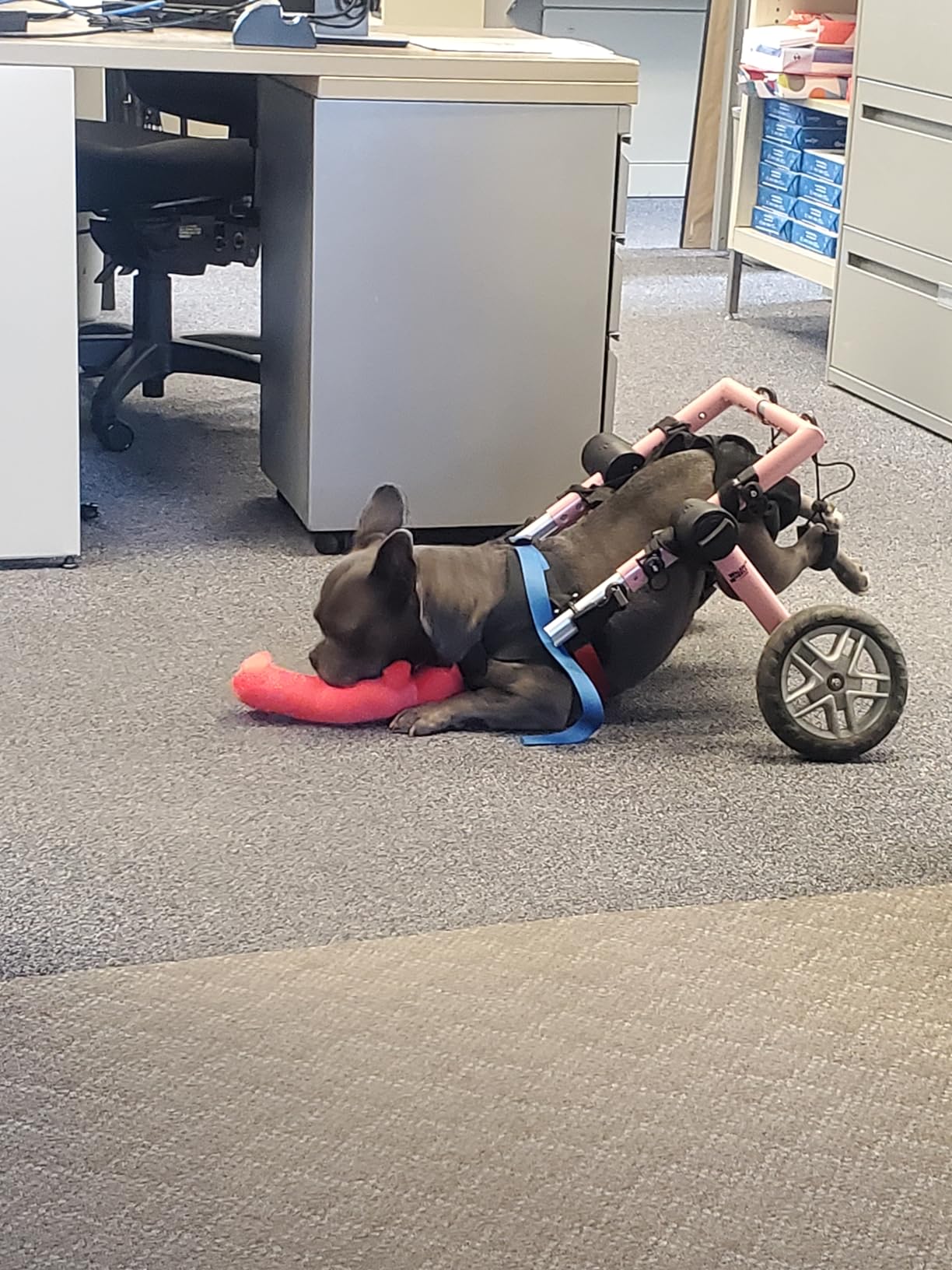 Walkin' Wheels Dog Wheelchair - for Medium Dogs 26-49 lbs - Veterinarian Approved - Dog Wheelchair for Back Legs customer photo 1