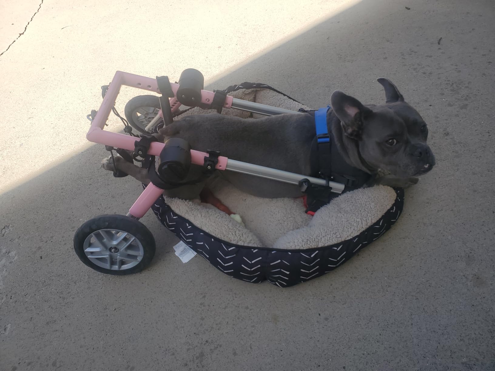 Walkin' Wheels Dog Wheelchair - for Medium Dogs 26-49 lbs - Veterinarian Approved - Dog Wheelchair for Back Legs customer photo 2