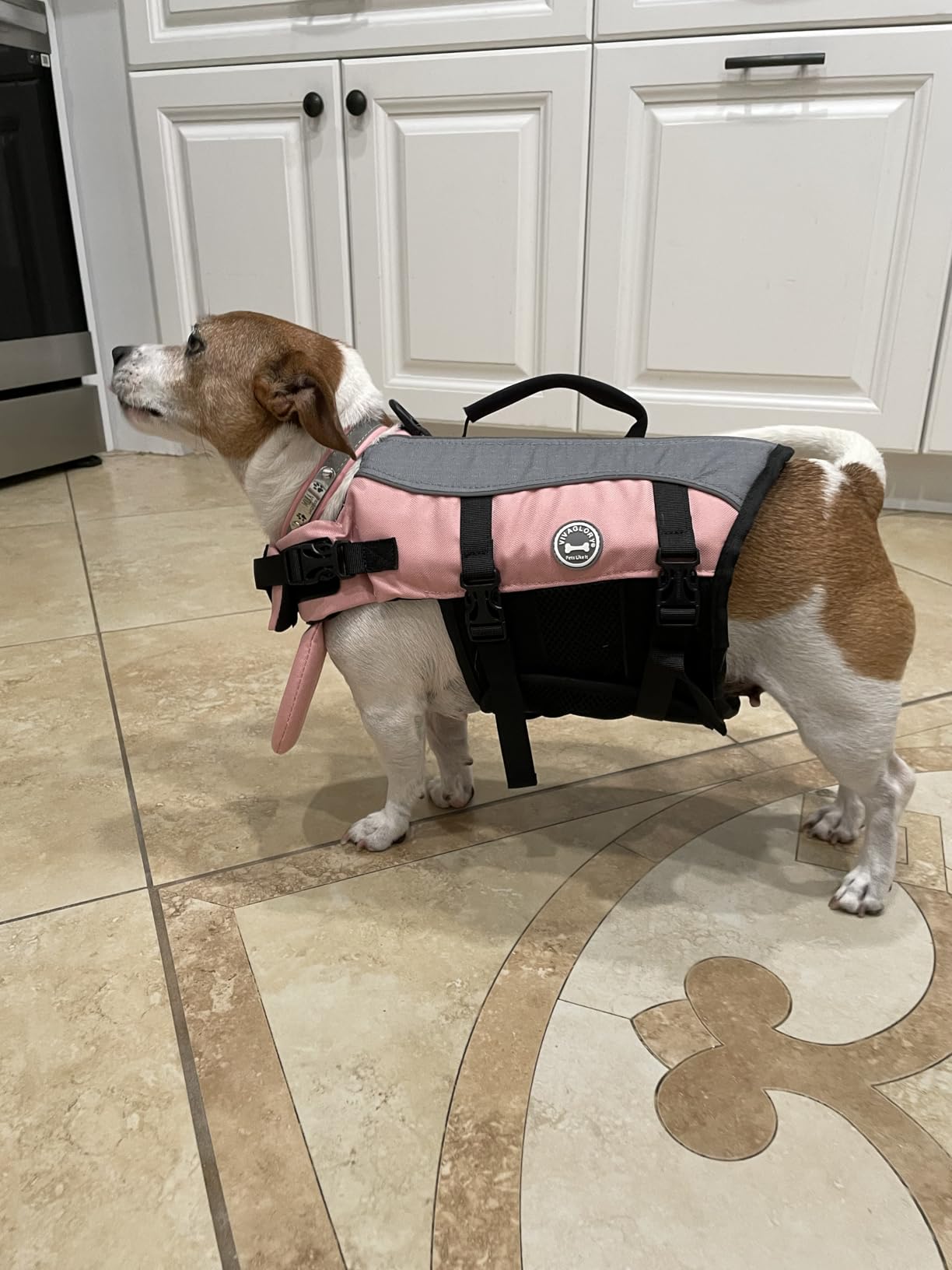 VIVAGLORY Front Float Dog Life Vest, Dog Life Jacket for Swimming & Boating, Swimming Vest with Chin Float & Handle, Ripstop & Buoyancy for Puppy Doggy, M, Bright Green customer photo 1