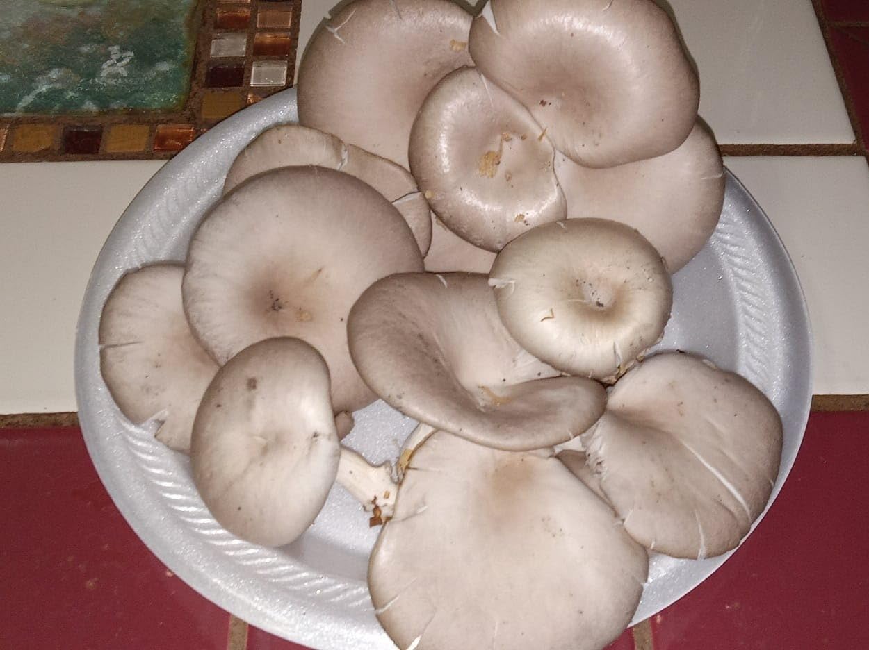 Oyster Mushroom Mycelium Plug Spawn - 100 Count - Grow Edible Gourmet & Medicinal Fungi On Trees & Logs customer photo 1