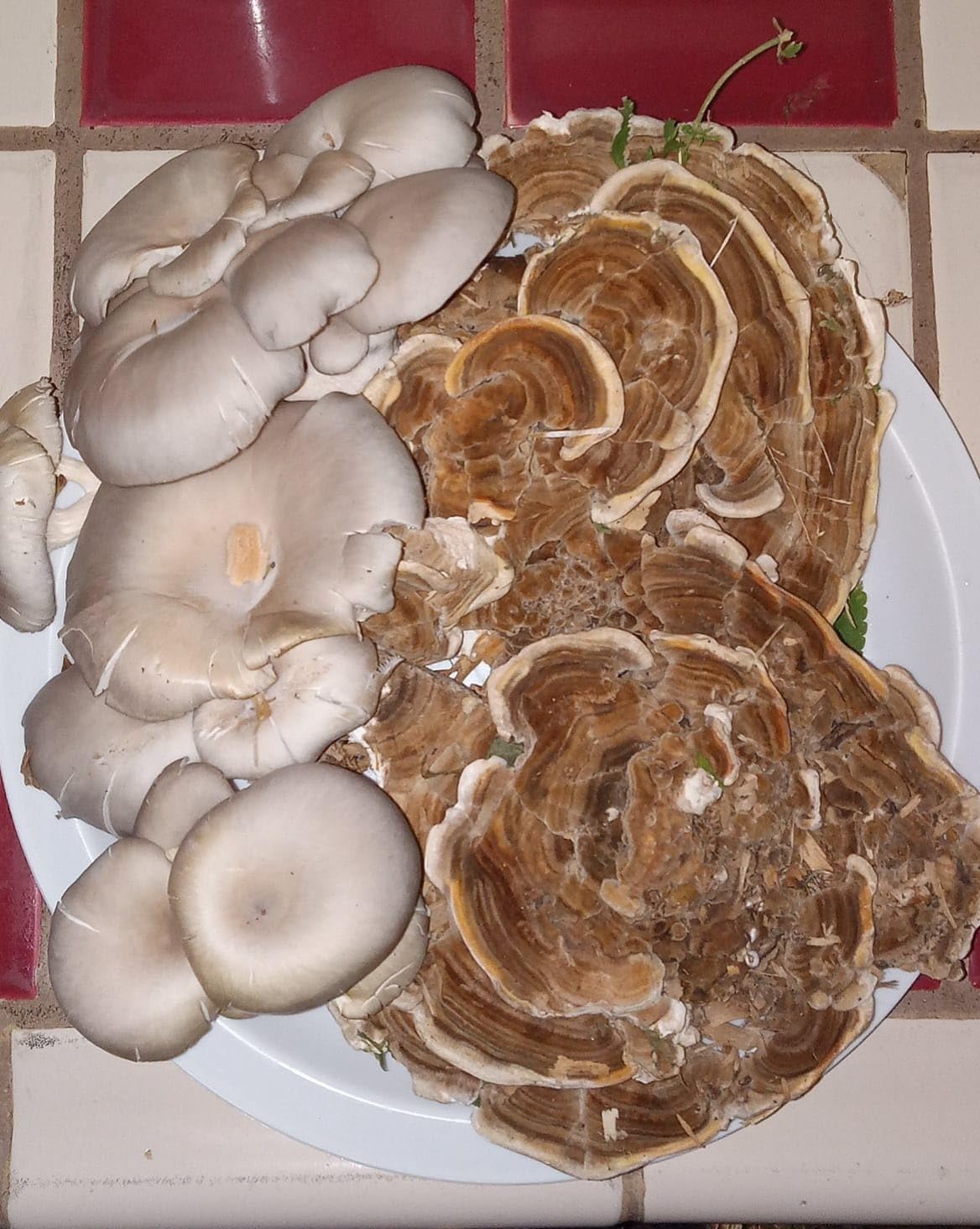 Oyster Mushroom Mycelium Plug Spawn - 100 Count - Grow Edible Gourmet & Medicinal Fungi On Trees & Logs customer photo 2