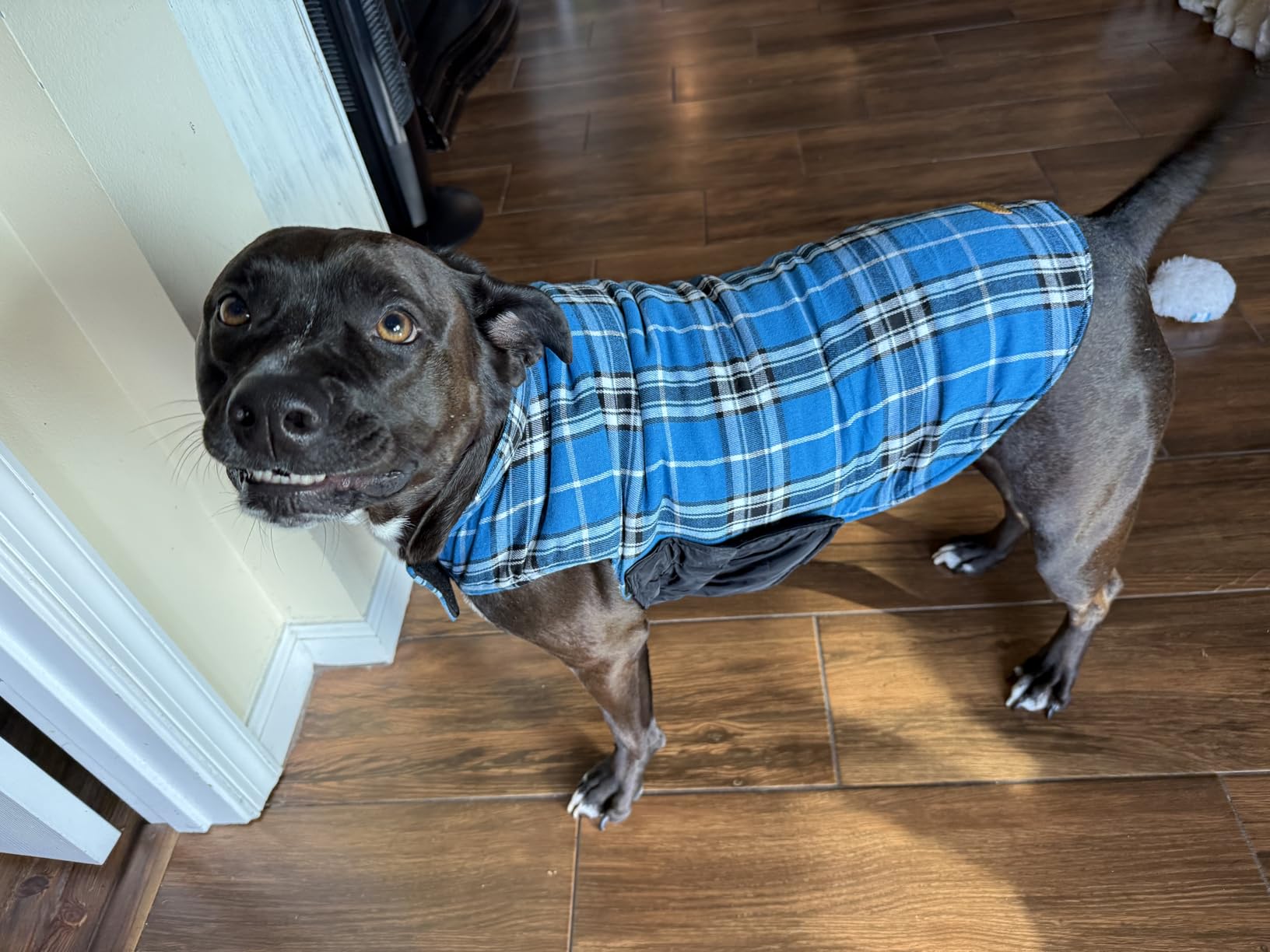 Kuoser Waterproof Dog Coat, Reversible Dog Jacket for Small Dogs, Adjustable Durable Doggie Winter Coat Warm Cozy Puppy Cold Weather Apparel from Small to Large Breed, Green S customer photo 2