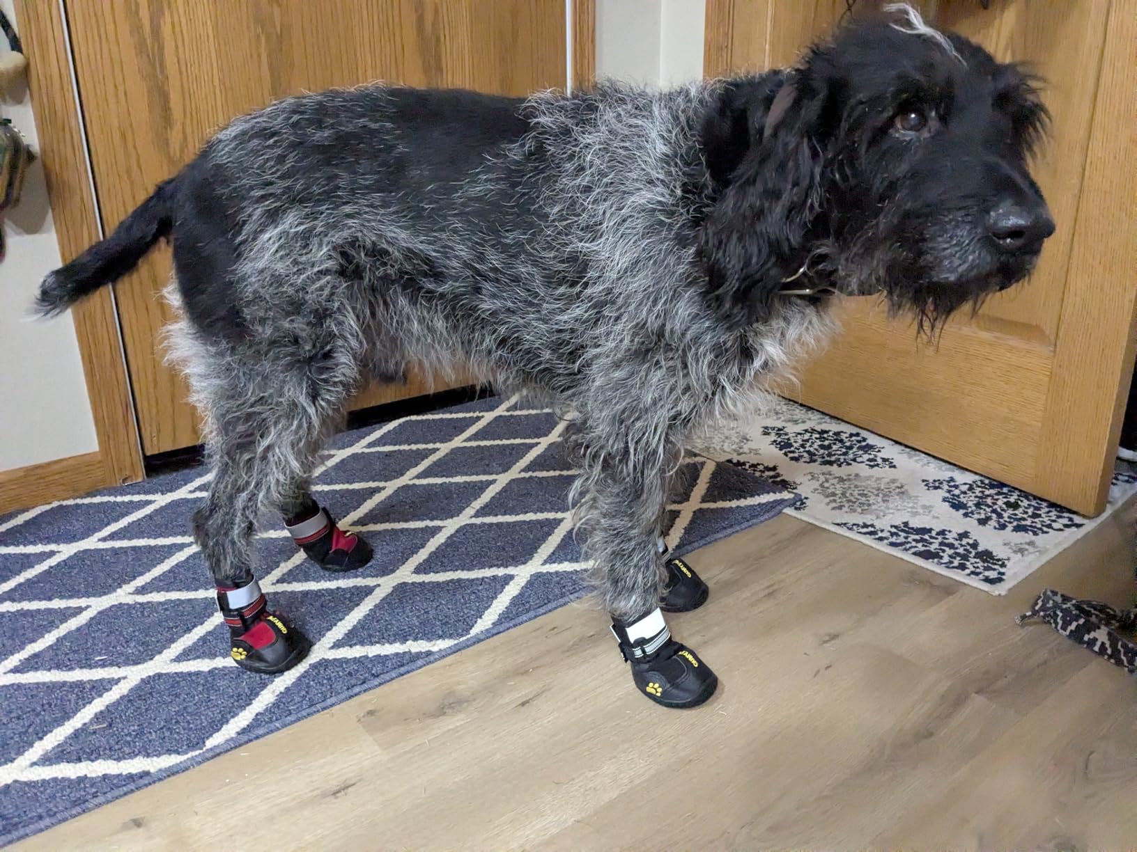 QUMY Dog Shoes for Large Dogs, Medium Dog Boots & Paw Protectors for Winter Snowy Day, Summer Hot Pavement, Water-Resistant customer photo 1