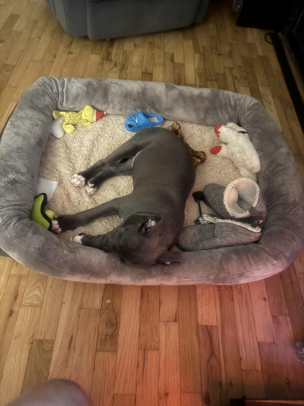 JOYELF Large Memory Foam Dog Bed, Orthopedic Dog Bed & Sofa with Removable Washable Cover and Squeaker Toy as Gift customer photo 1