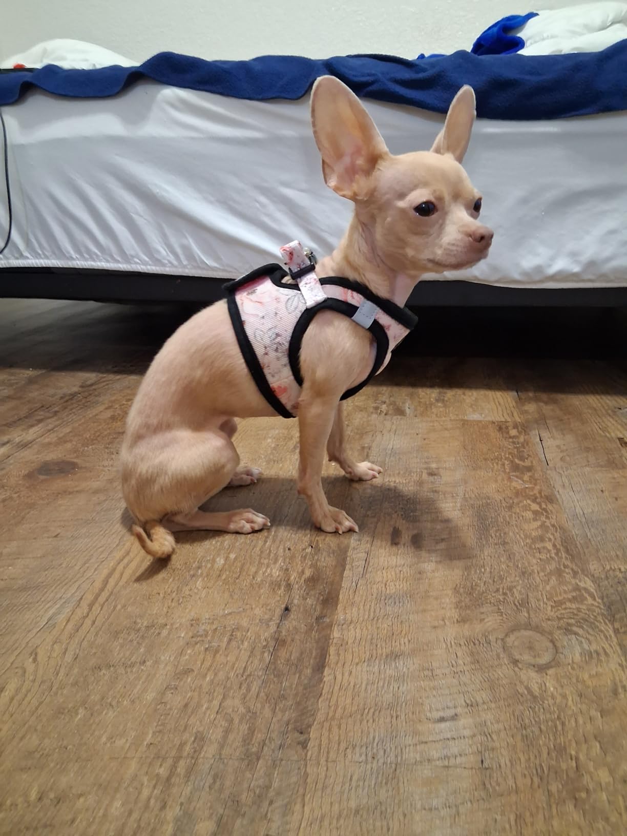 EcoBark Premium Quality Small Dog Harness - Step in Reflective Luxury Soft Mesh Harnesses for Puppies, Toy Breeds, & Small Dogs - Comfortable & Safe Body Halter - Adjustable Pet Vest (Small, Pink) customer photo 1