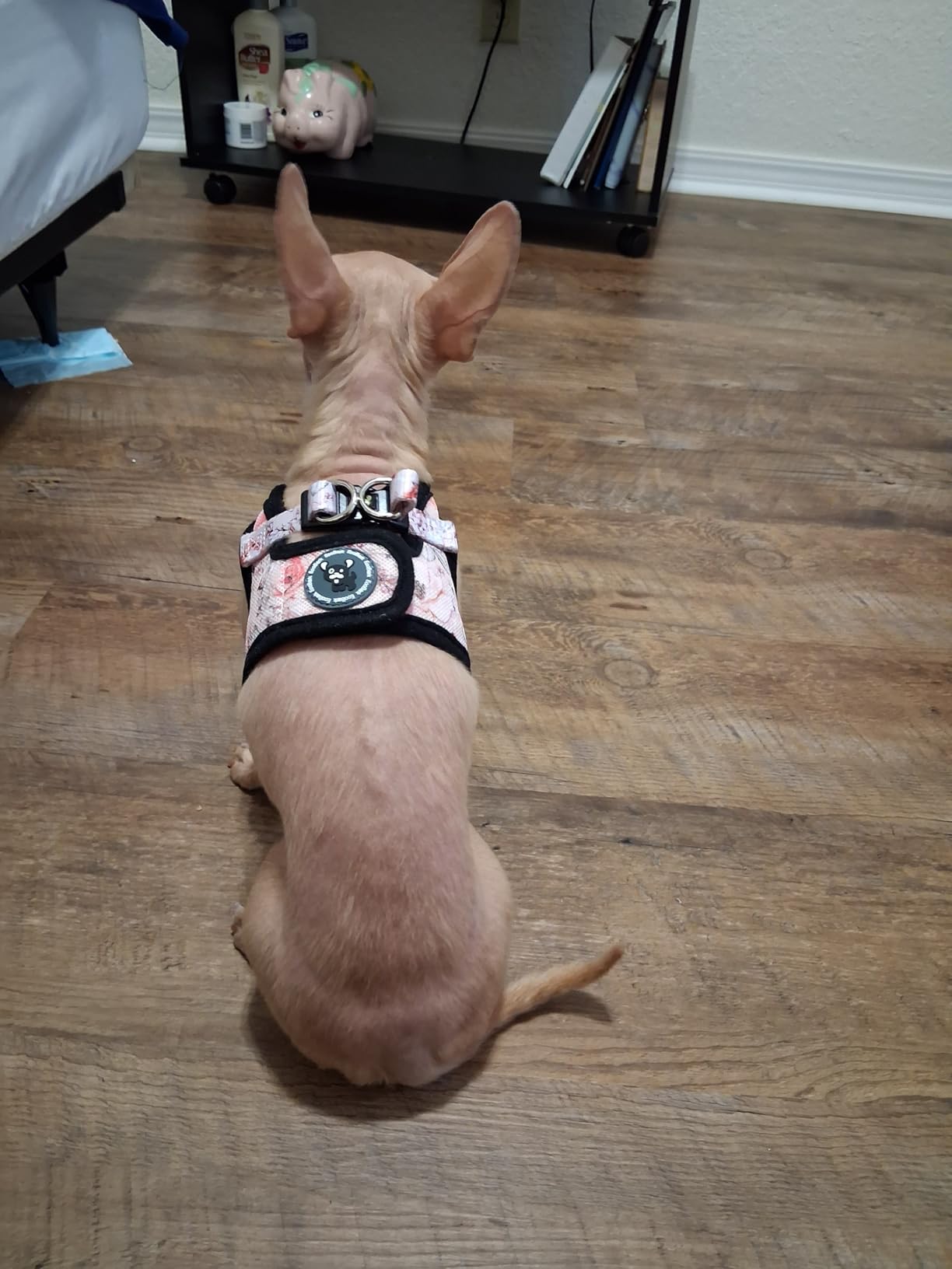 EcoBark Premium Quality Small Dog Harness - Step in Reflective Luxury Soft Mesh Harnesses for Puppies, Toy Breeds, & Small Dogs - Comfortable & Safe Body Halter - Adjustable Pet Vest (Small, Pink) customer photo 2
