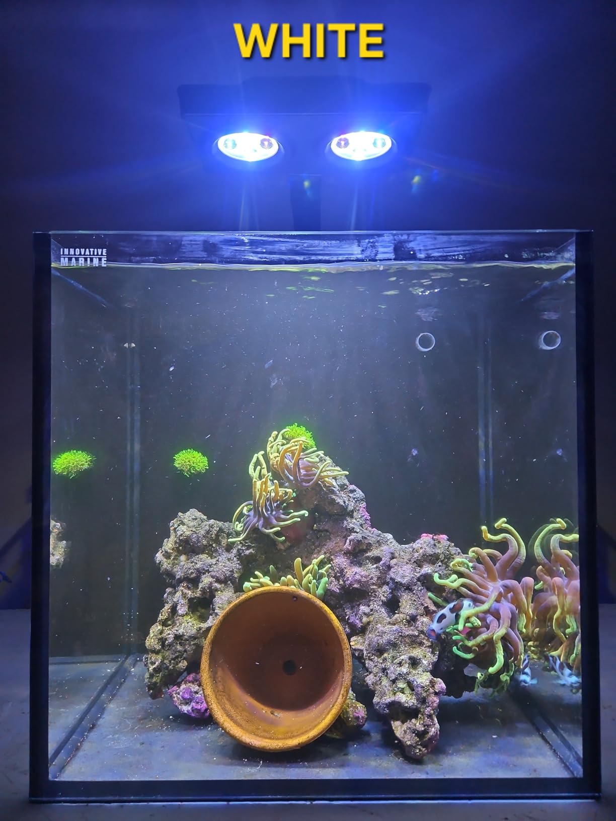 Aquarium Light -3rd Generation A029 Aquarium LED Light 30 Watts Saltwater Light with Touch Control, 5W LED Chips for Coral Reef Nano Fish Tank Marine Tanks with Timer & Screen customer photo 1