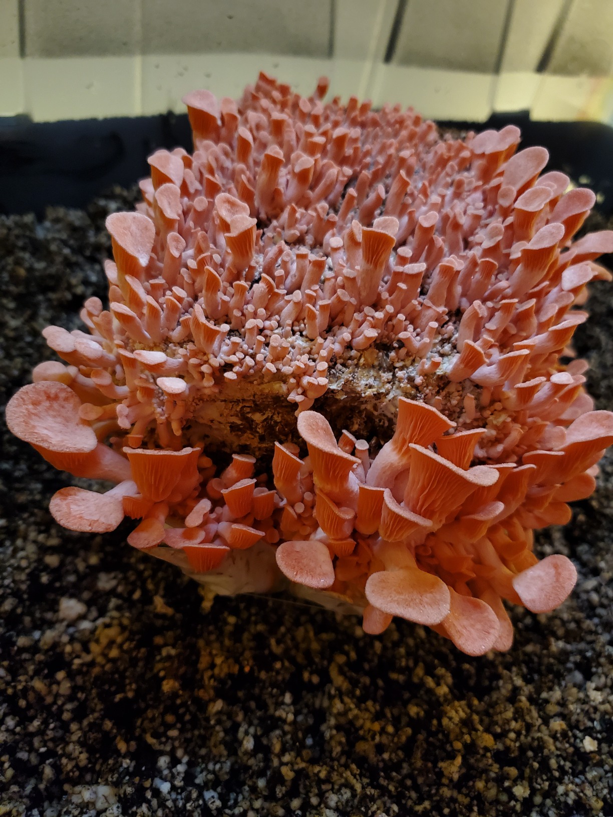 Forest Origins Pink Oyster Mushroom Grow Kit, Beginner Friendly & Easy to Use, Grows in 10 Days | Handmade in California, USA | Top Gardening Gift, Holiday Gift & Unique Gift customer photo 2