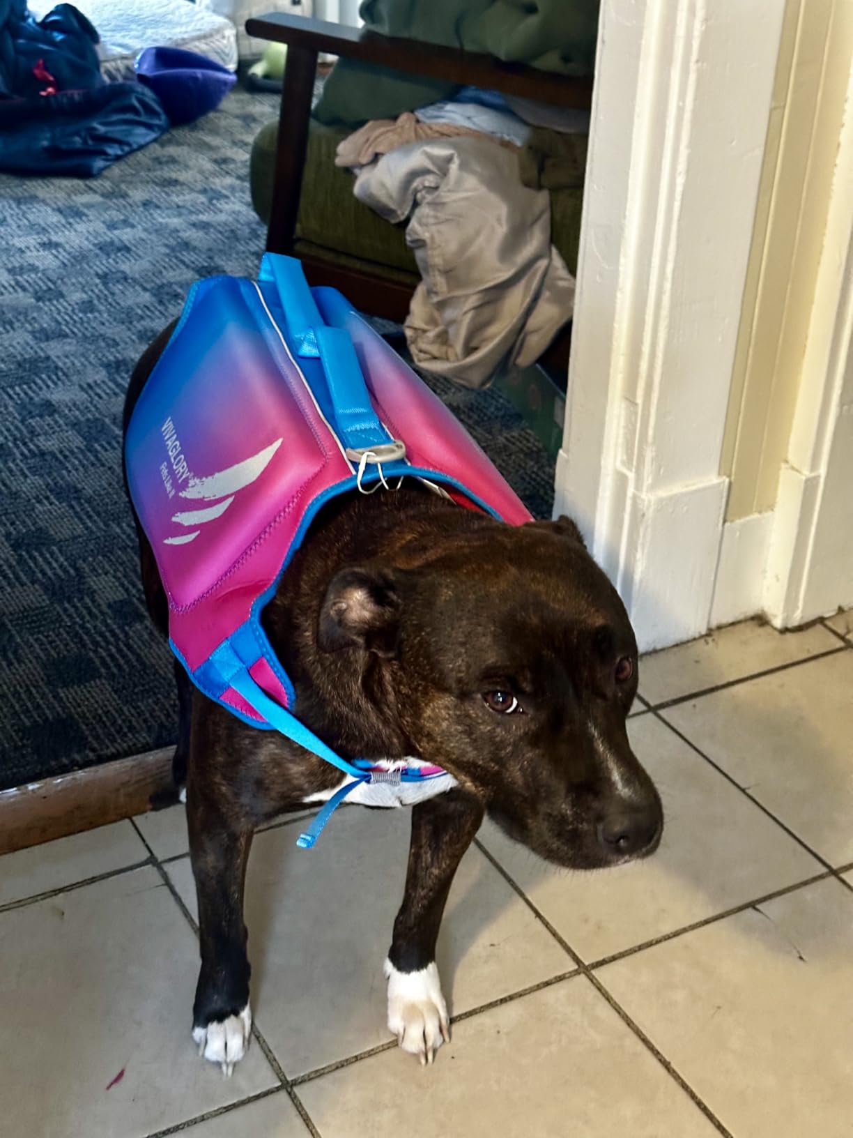 VIVAGLORY High Buoyancy Dog Life Vest, Swimming Vest with Handle, Dog Life Jacket for Swimming & Boating, Buoyancy for Puppy Doggy, XS, Pink customer photo 1