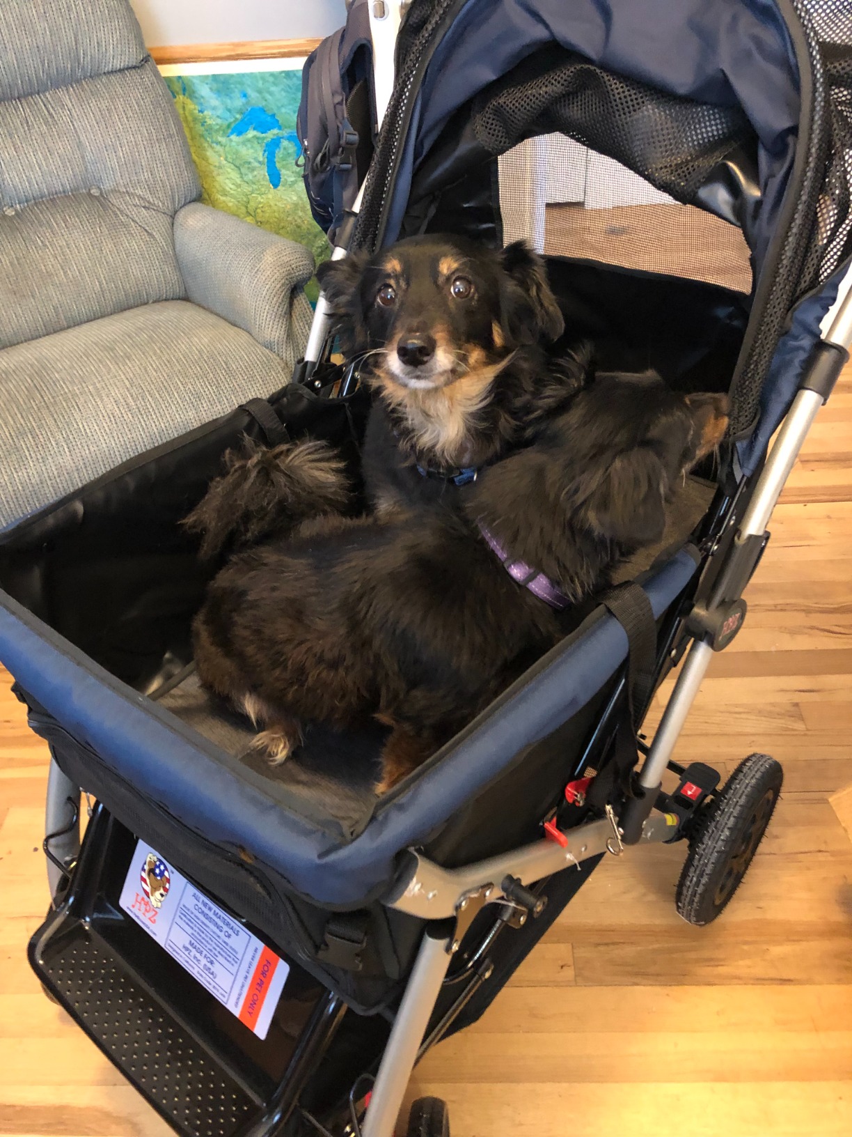 Pet Rover Premium Heavy Duty Dog/Cat/Pet Stroller Travel Carriage With Convertible Compartment, Zipperless Entry, Reversible Handle, Pump-Free Rubber Tires for Small, Medium, Large Pets customer photo 1