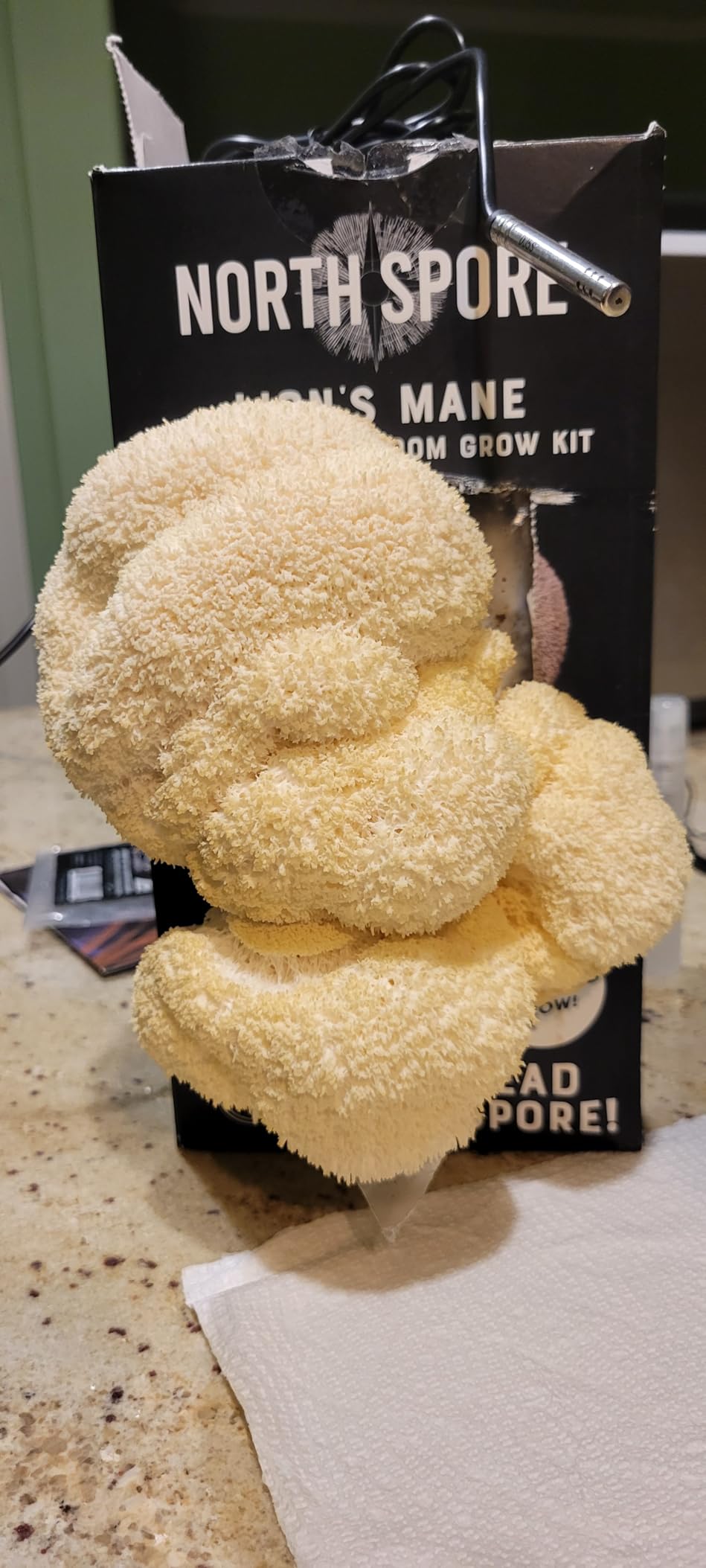 North Spore Organic Lion's Mane Mushroom Spray & Grow Kit (4 lbs) | USDA-Certified Organic, Non-GMO, Beginner-Friendly & Easy to Use | Handmade in Maine, USA customer photo 2