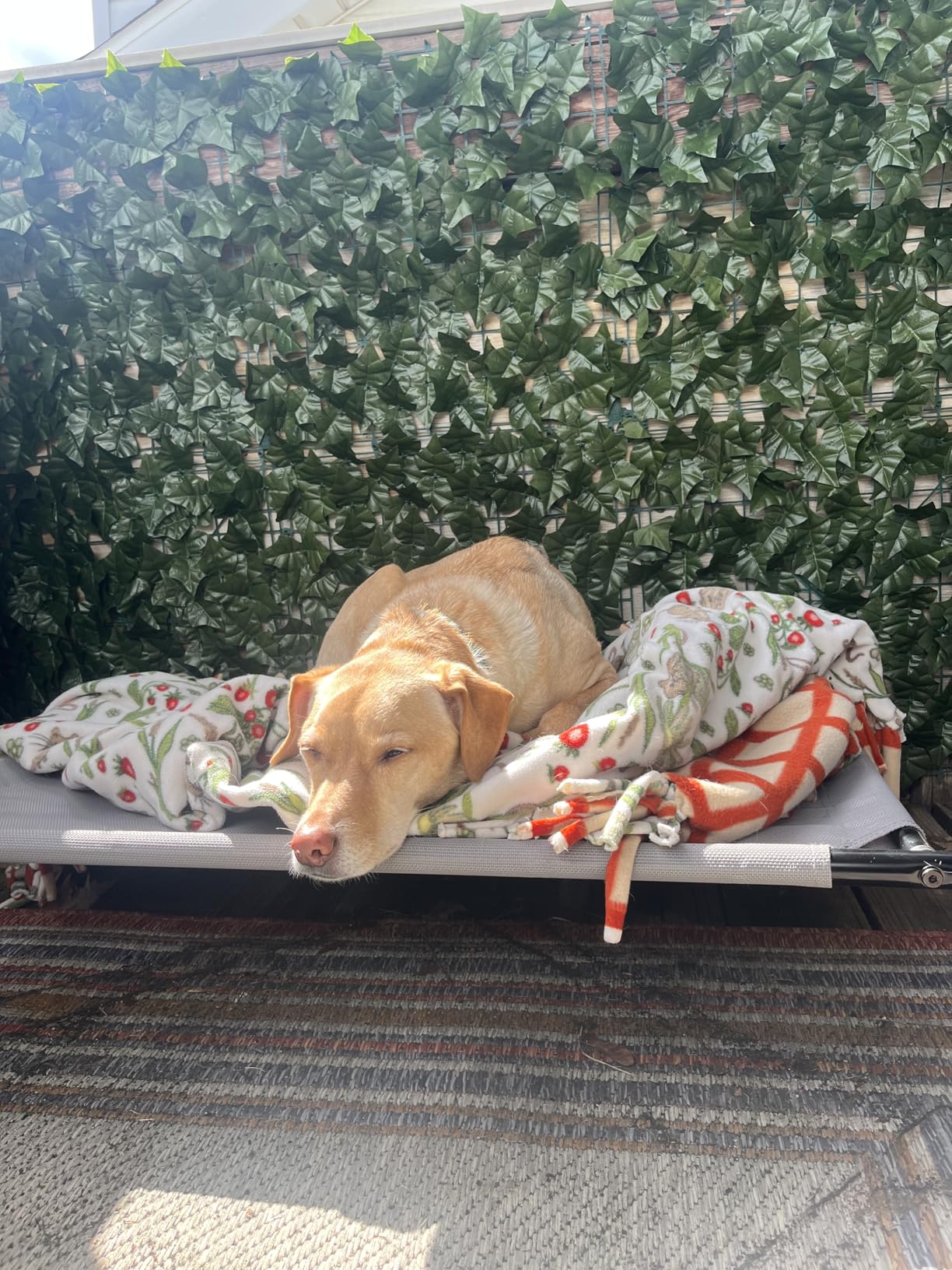 Amazon Basics Cooling Elevated Dog Bed with Metal Frame for Large Dogs, 51
