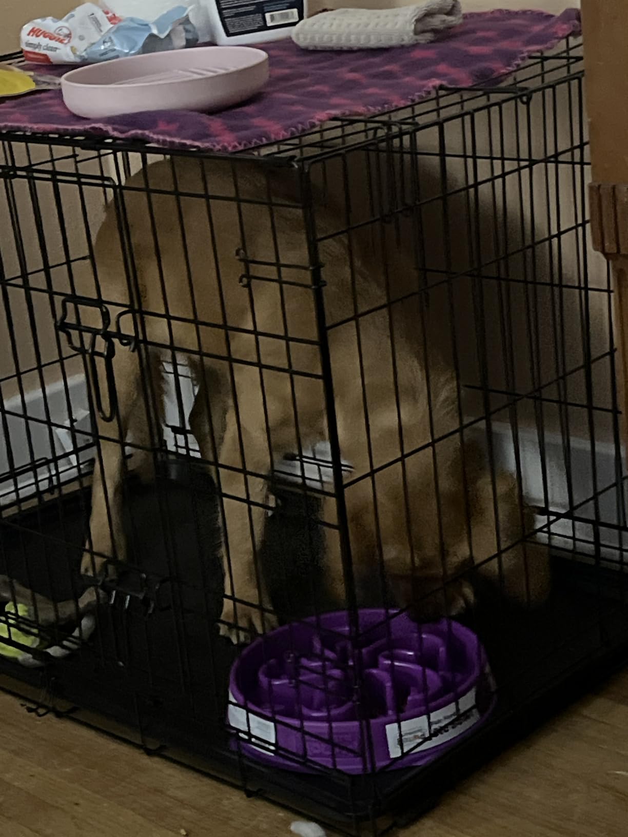 Outward Hound Fun Feeder Slo Bowl - Large 4‑Cup Capacity, Slow Feeding, Medium to Large Dogs, Non‑Slip, Blue, Notch Pattern customer photo 1