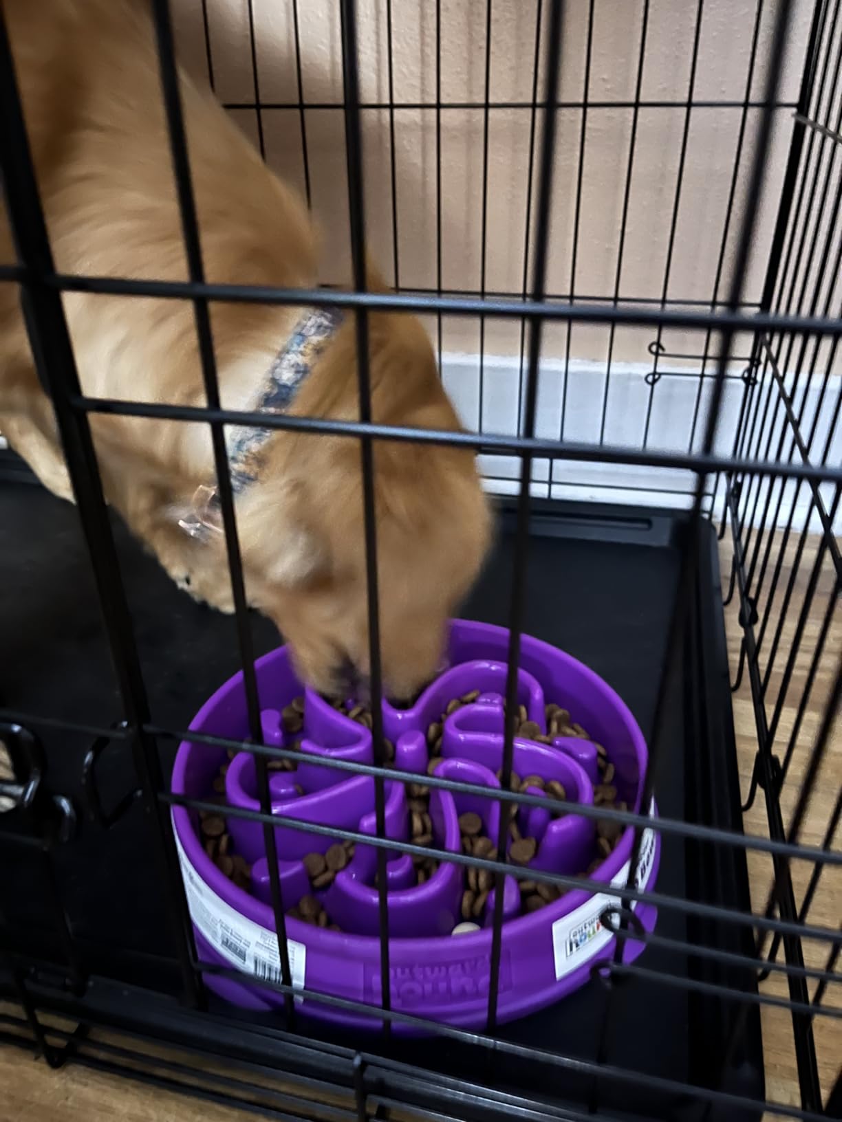 Outward Hound Fun Feeder Slo Bowl - Large 4‑Cup Capacity, Slow Feeding, Medium to Large Dogs, Non‑Slip, Blue, Notch Pattern customer photo 2