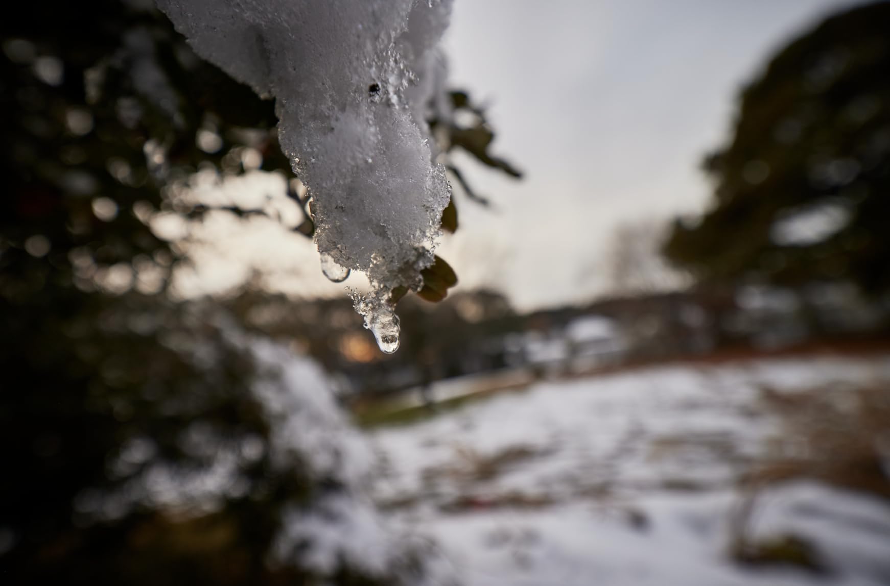Rokinon AF 14mm F2.8 Ultra Wide Angle Lens for Canon EF Full Frame and APS-C - Weather Sealed, Fast Aperture, Quiet Autofocus, Built-in Hood, UMC Glass, Landscape, Architecture, Night Sky customer photo 1