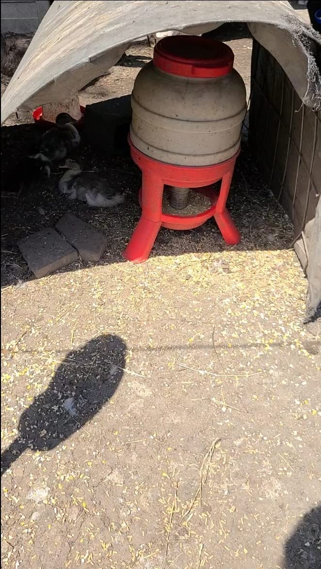 Little Giant Plastic Dome Feeder | Heavy Duty Plastic Gravity Fed Poultry Feed Container Tank | 60 LB customer photo 2