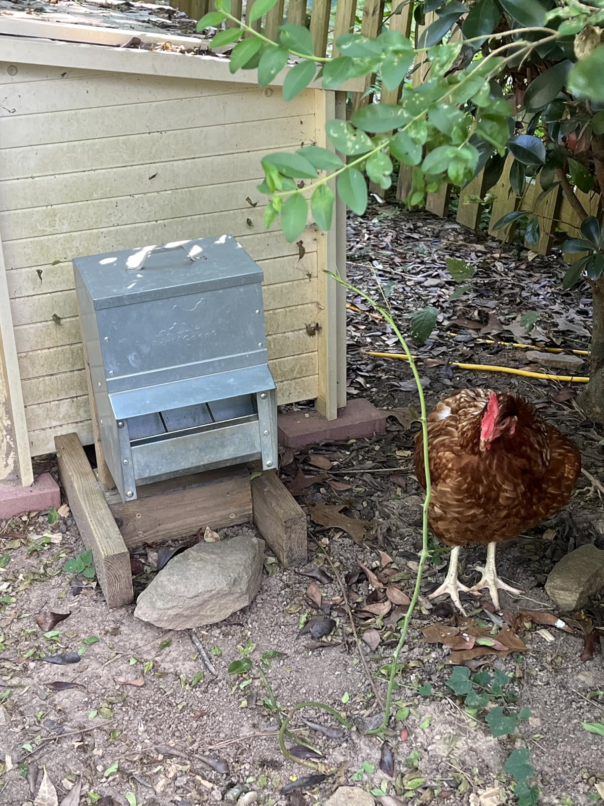 RentACoop Galvanized Chicken Trough Feeder, Weatherproof Poultry Food Dispenser with Lid 25LB Capacity customer photo 1