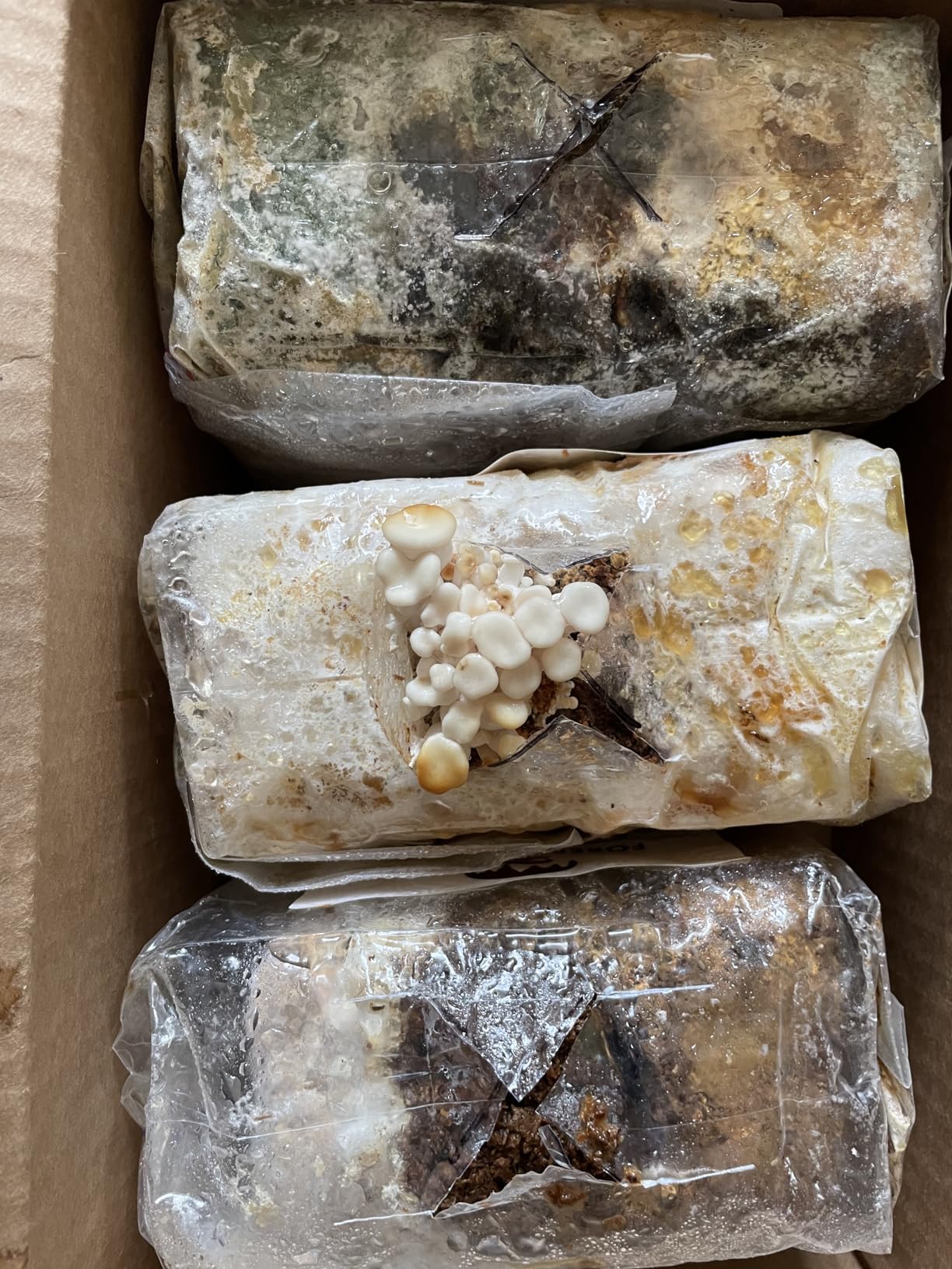Forest Origins Specialty Trio Oyster Mushroom Grow Kit 3-Pack Variety - Beginner Friendly & Easy to Use, Grows in 10 Days | Handmade in California, USA customer photo 1