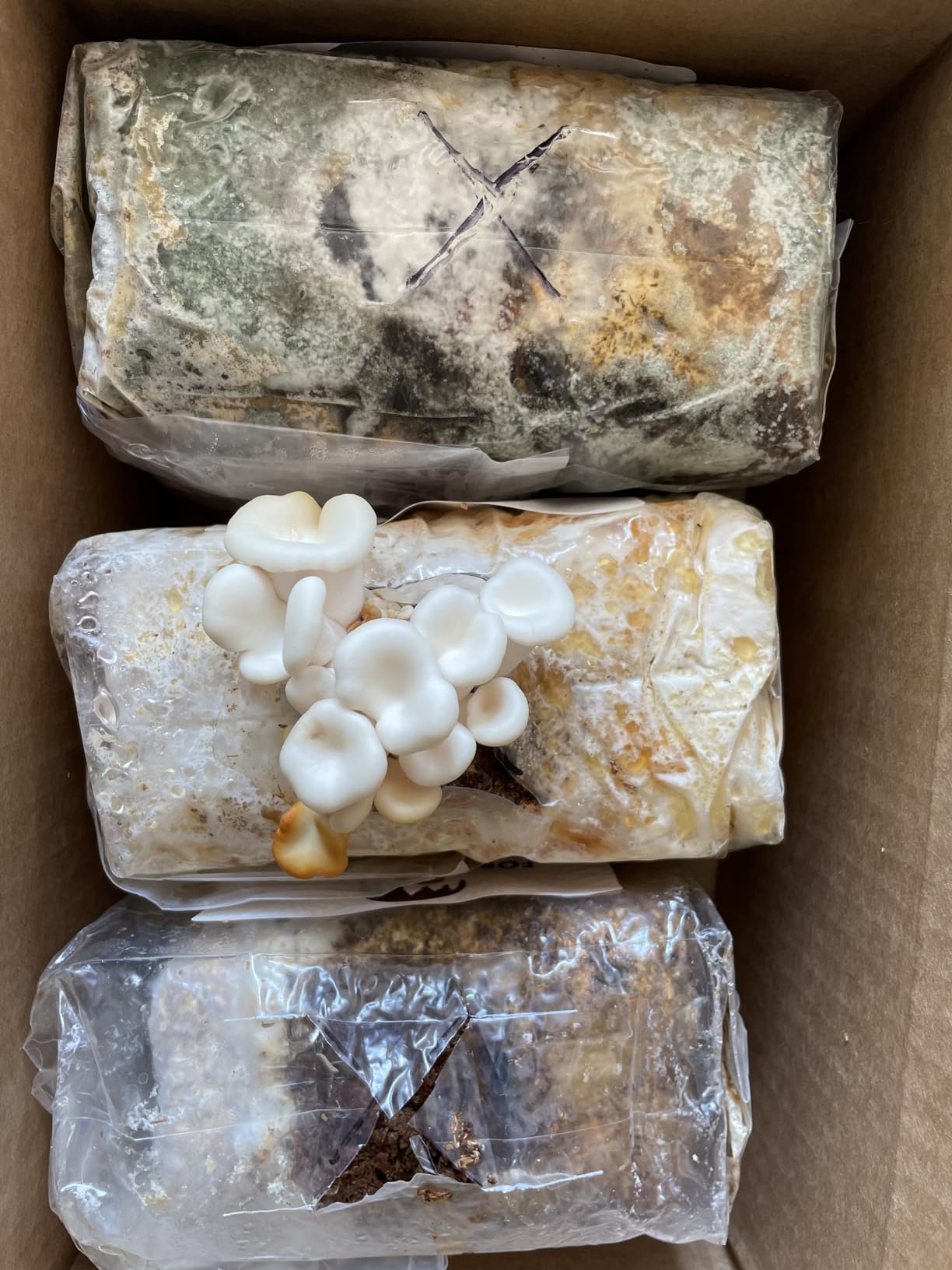 Forest Origins Specialty Trio Oyster Mushroom Grow Kit 3-Pack Variety - Beginner Friendly & Easy to Use, Grows in 10 Days | Handmade in California, USA customer photo 2