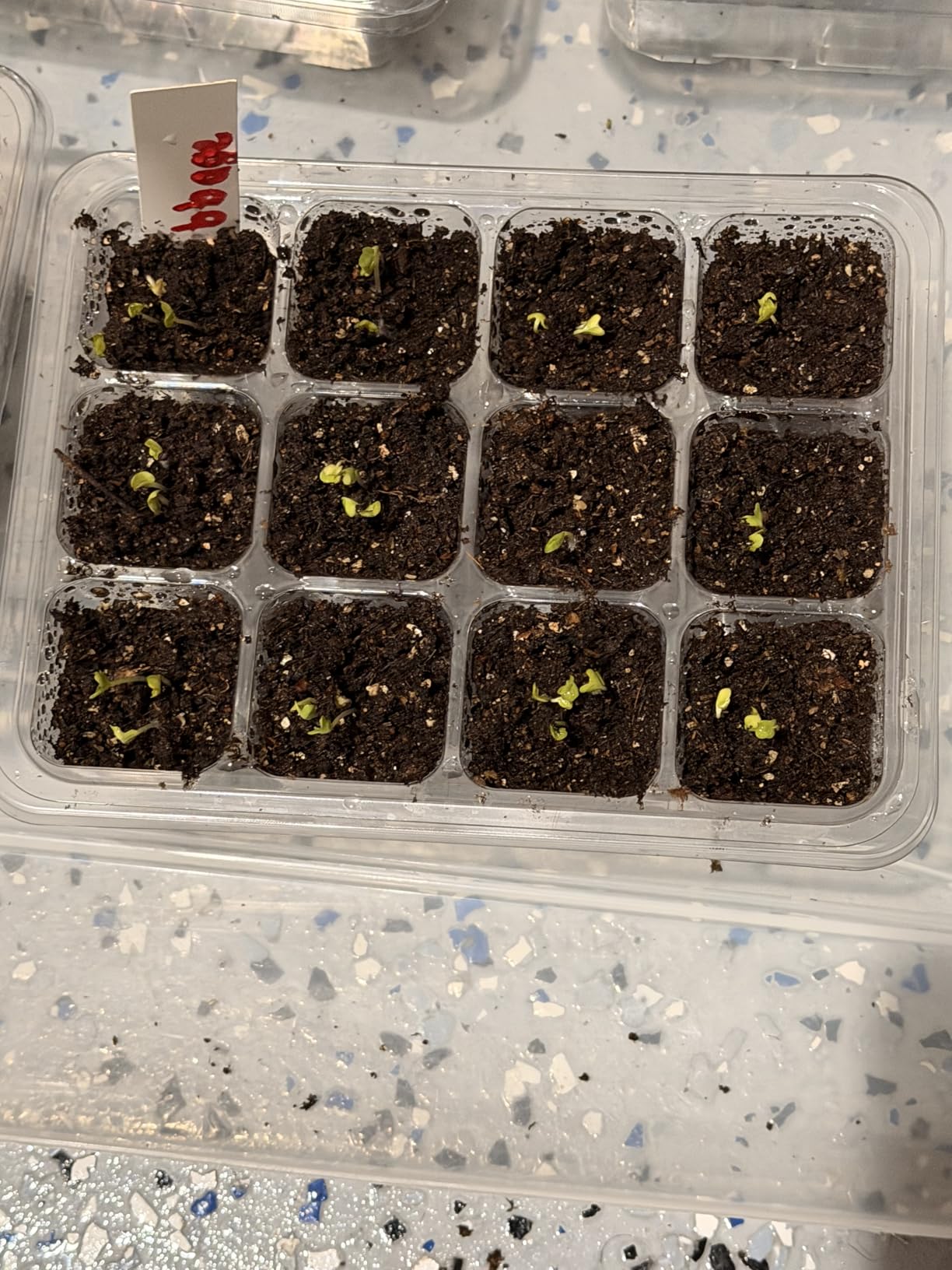 MIXC 10 Packs Seed Starter Tray Seed Starter Kit with Humidity Dome (120 Cells Total Tray) Seed Starting Trays Plant Starter Kit customer photo 1