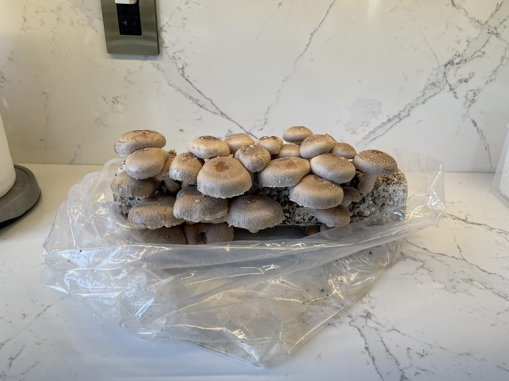 Root Mushroom Farm-Shiitake Grow Kit customer photo 2