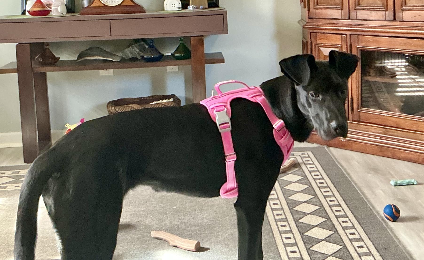 BARKBAY No Pull Dog Harness Large Reflective Dog Harness with Front Clip and Easy Control Handle for Walking Training Running with ID tag Pocket (Pink, L) customer photo 2