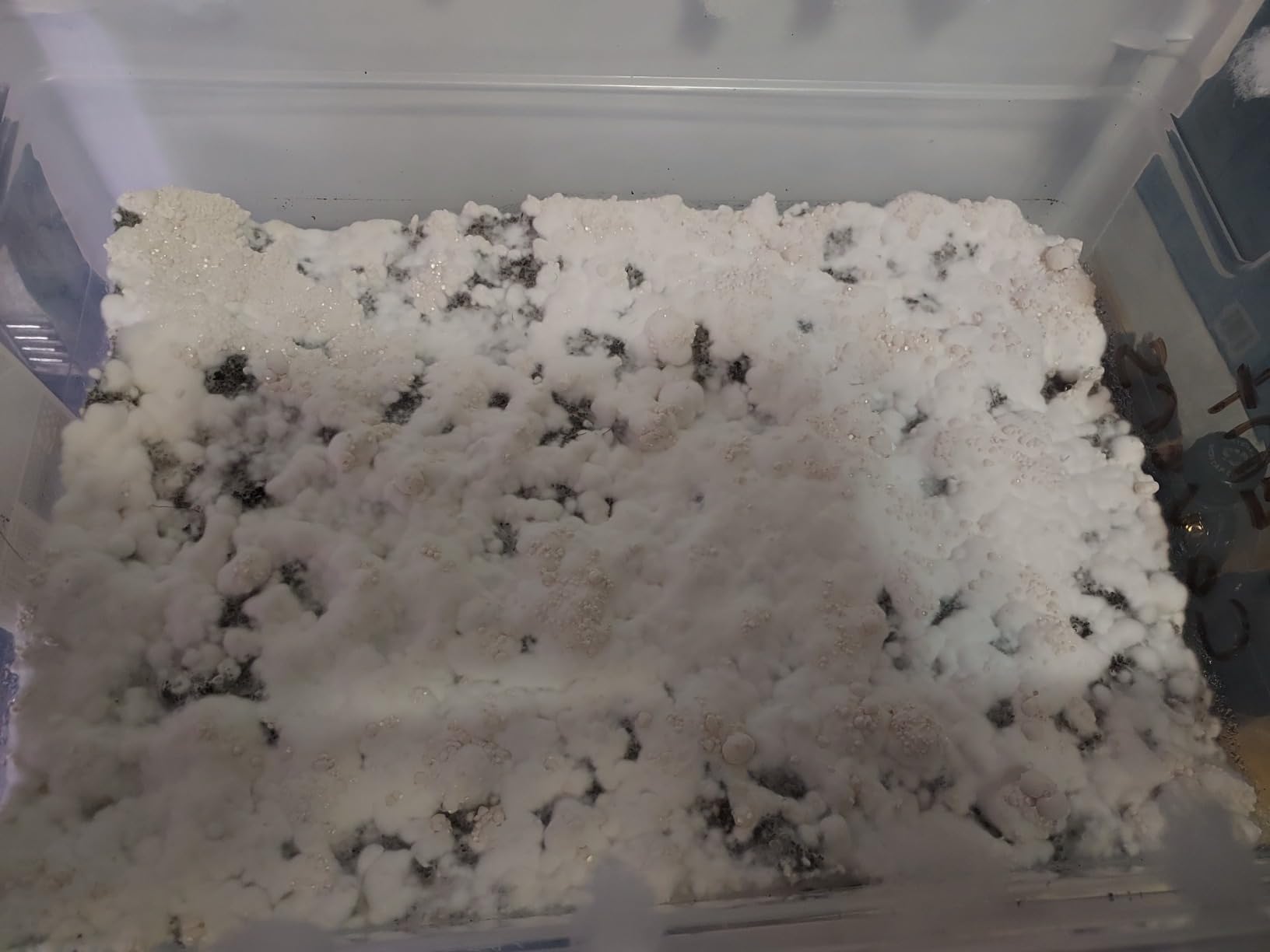 'Boomr Bag' (5 lb) Manure-Based Sterile Mushroom Bulk Substrate | Maximum Yield Formula | Made in USA | Grow Dung-Loving Mushrooms | North Spore customer photo 2